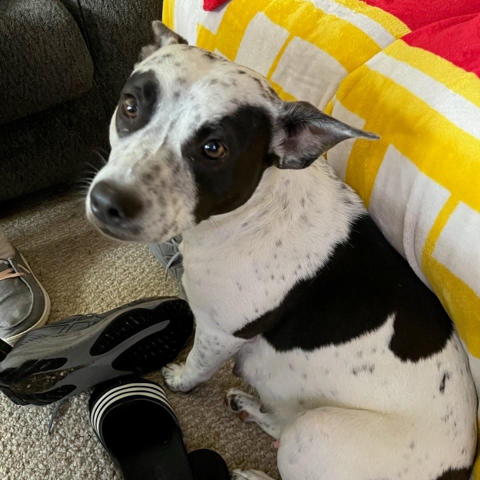 Trudy, a Adoptable Mixed Breed in Fulton, MO image 2/4
