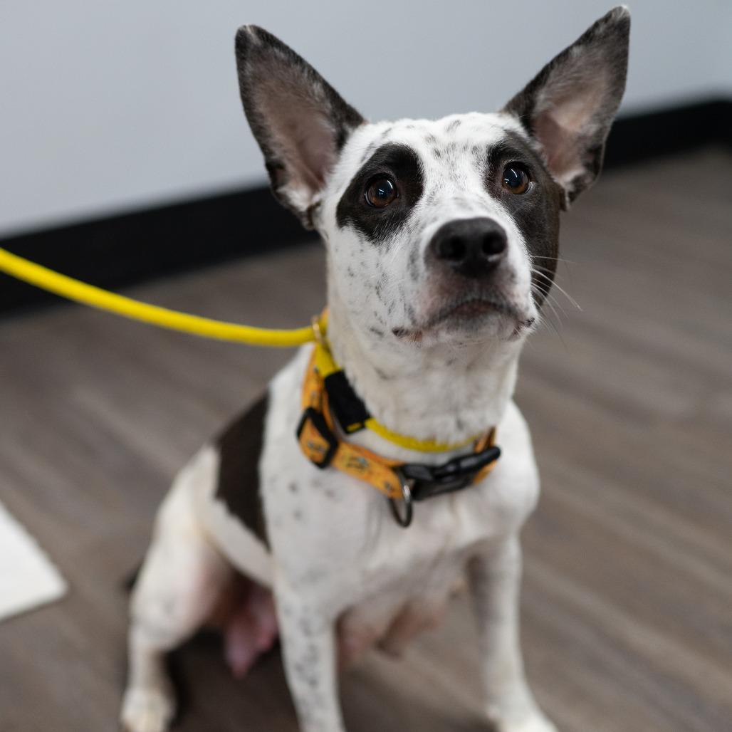 Trudy, a Adoptable Mixed Breed in Fulton, MO image 3/4