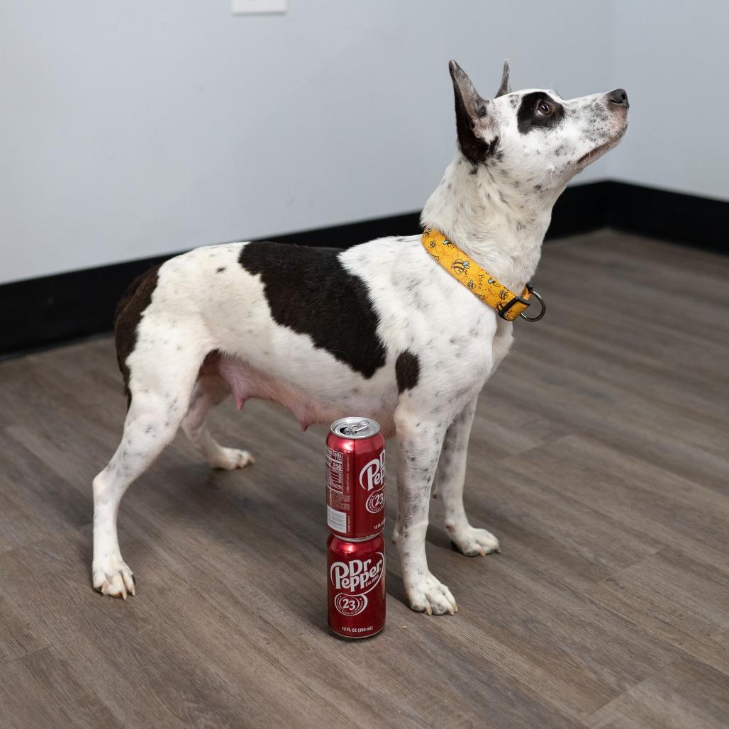 Trudy, a Adoptable Mixed Breed in Fulton, MO image 4/4
