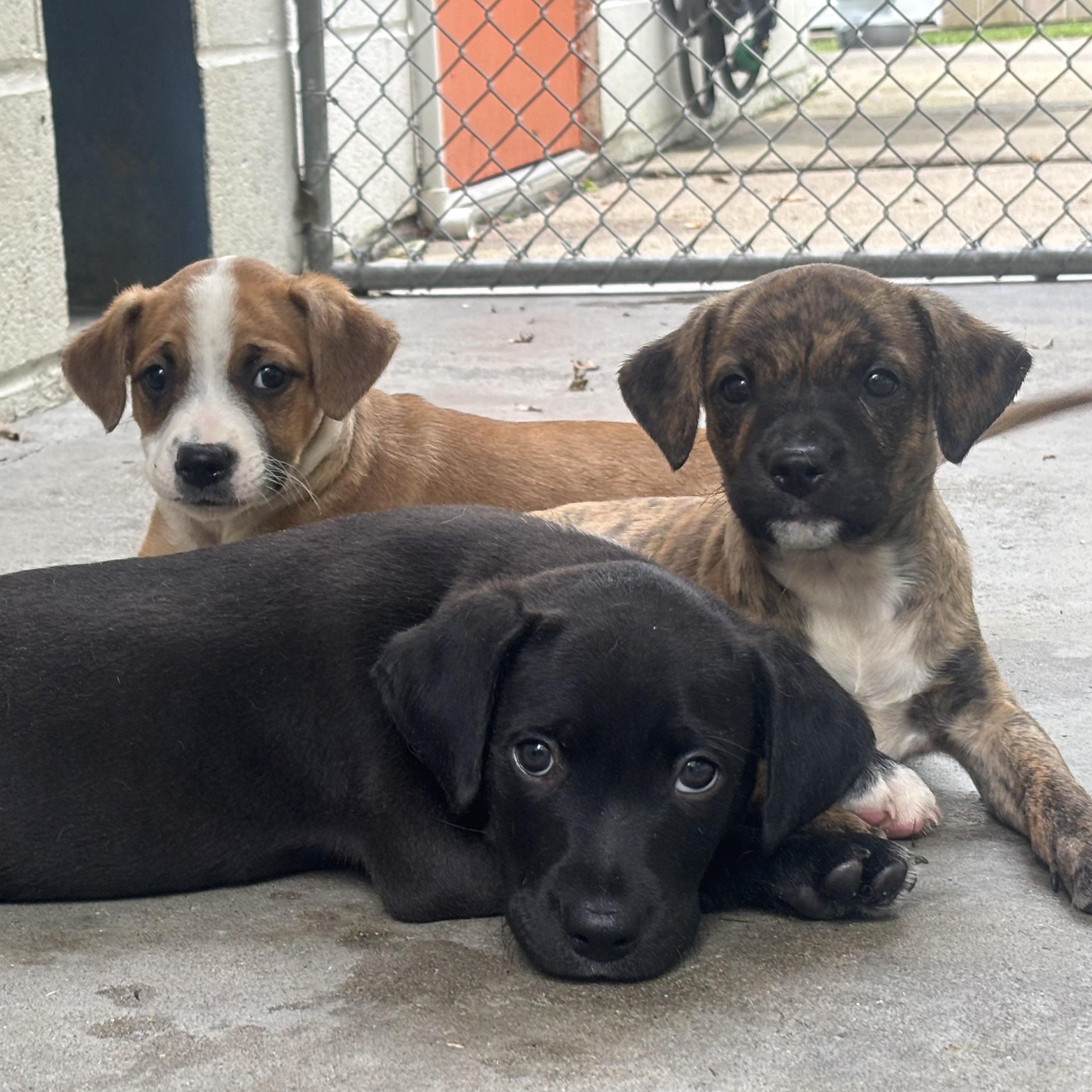 Enlarge Pugsley, an adopted Mixed Breed in Waynesburg, PA image 4/6