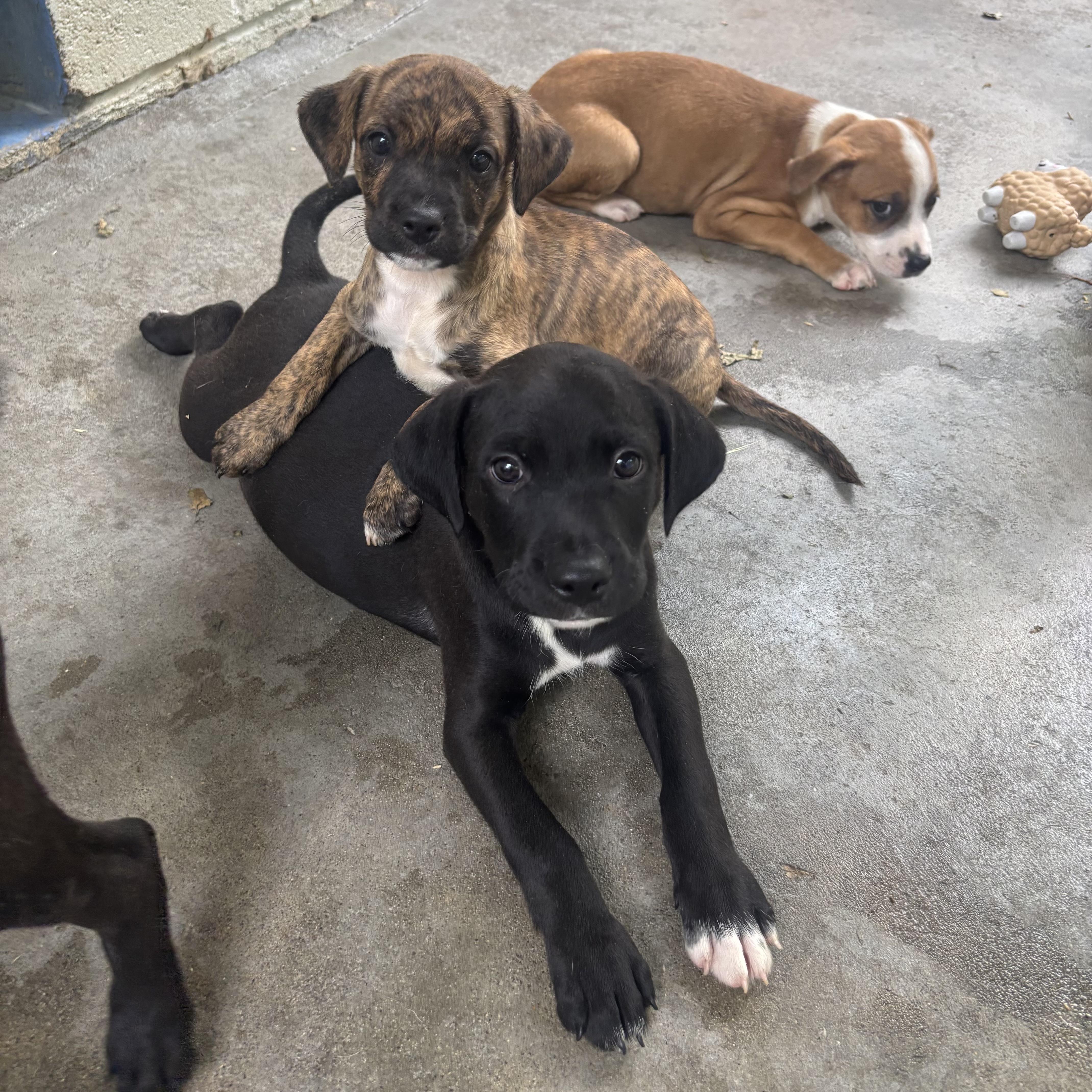 Enlarge Pugsley, an adopted Mixed Breed in Waynesburg, PA image 6/6