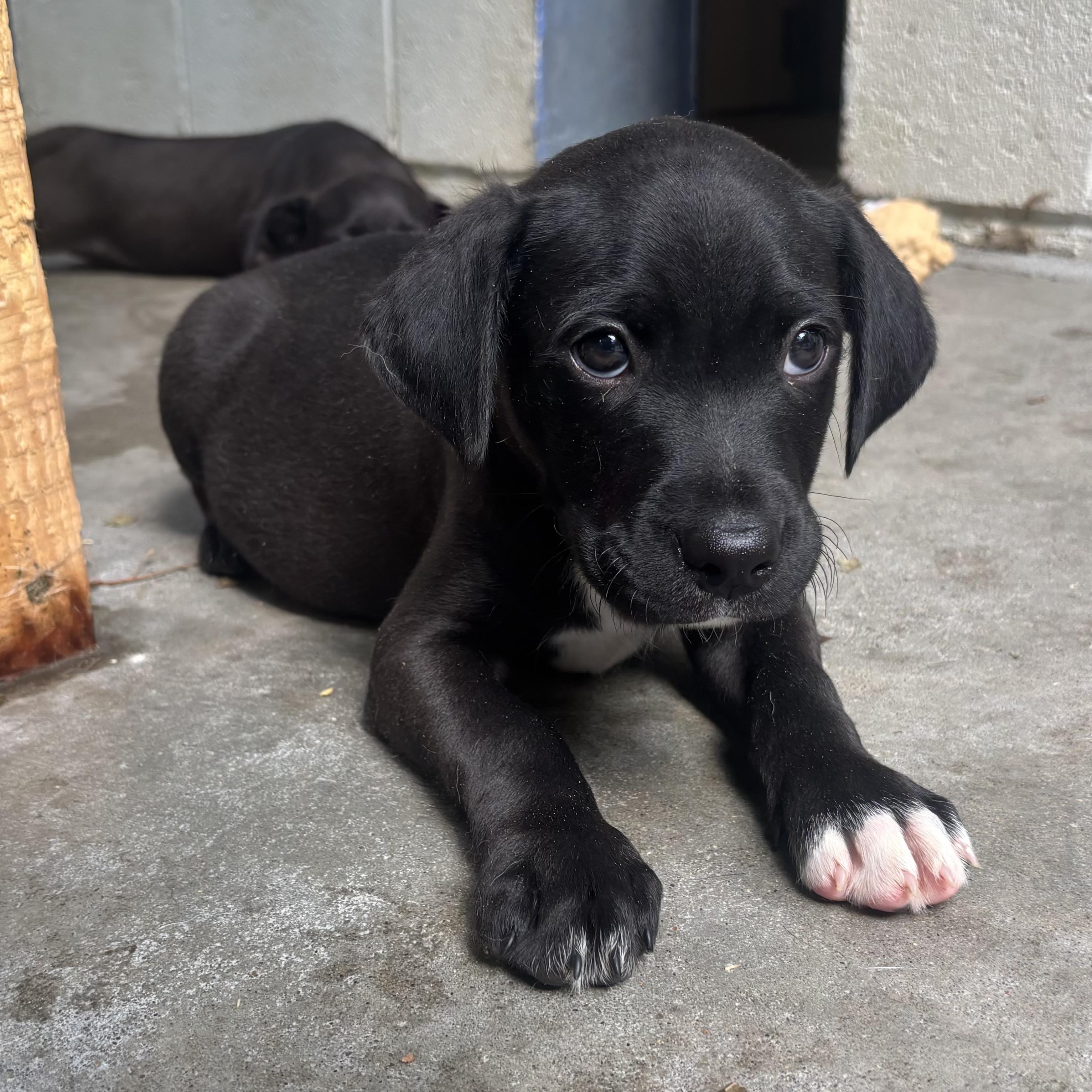 Enlarge Pugsley, an adopted Mixed Breed in Waynesburg, PA image 5/6