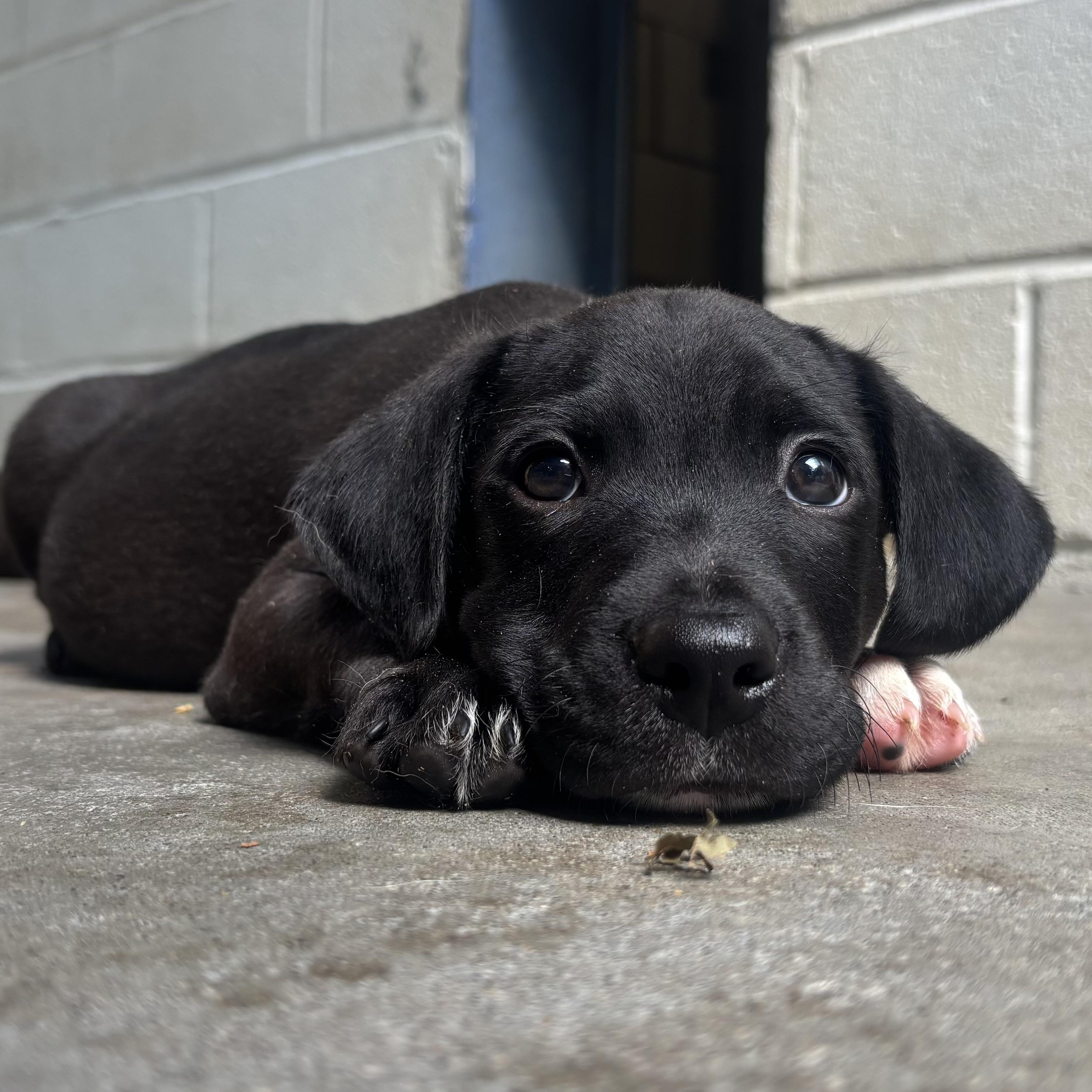 Enlarge Pugsley, an adopted Mixed Breed in Waynesburg, PA image 3/6