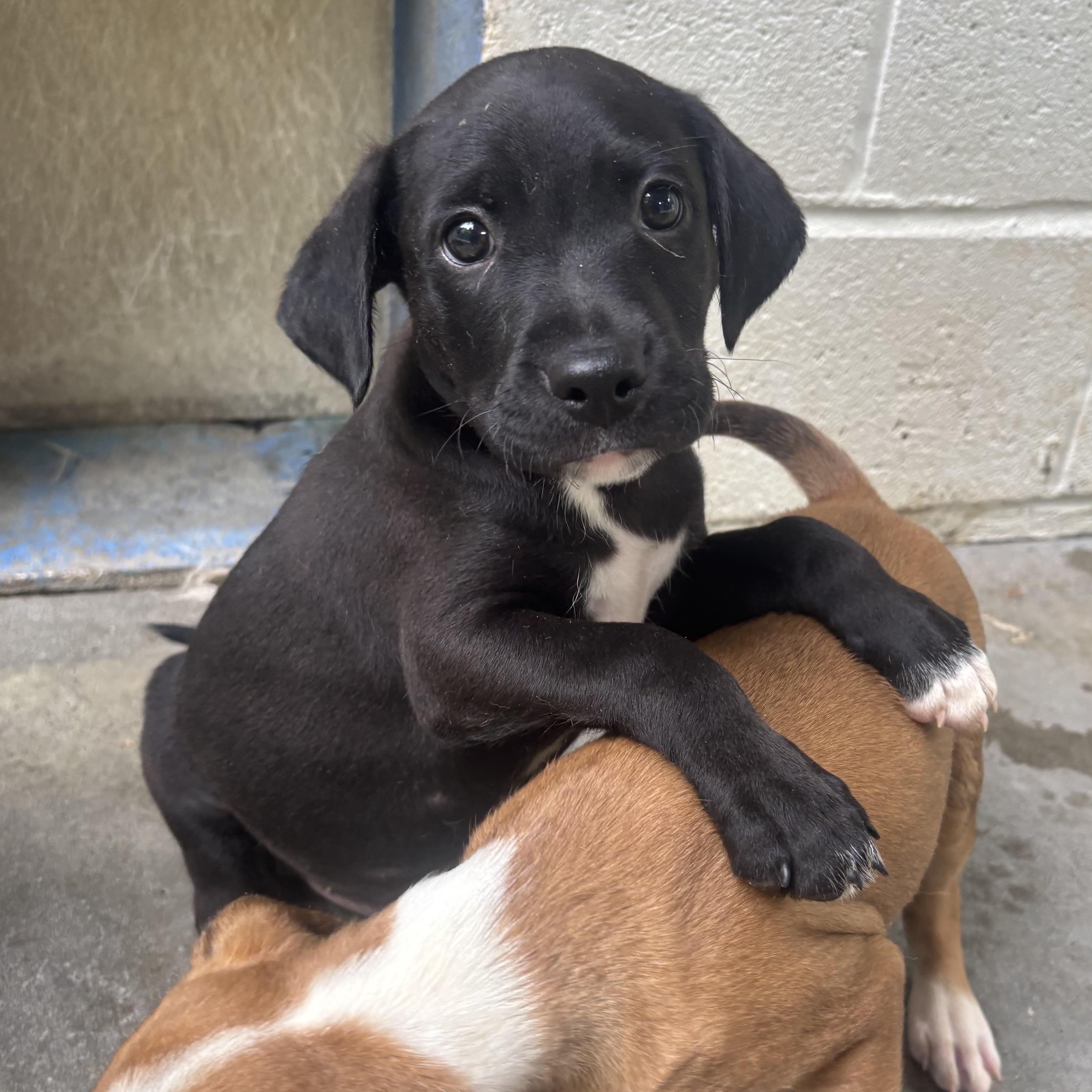 Pugsley, adopted, Puppy Male Mixed Breed.