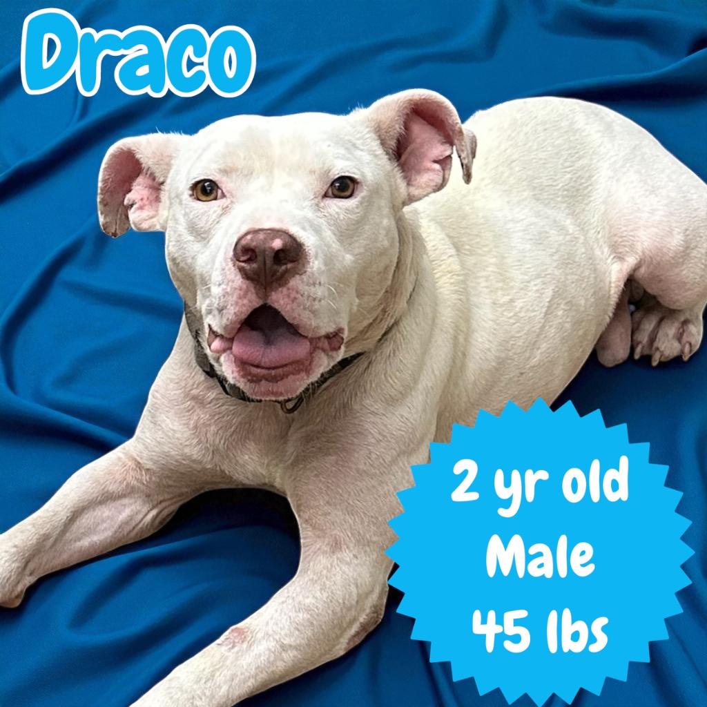 Enlarge Draco, a Adoptable Pit Bull Terrier in Sorrento, LA image 1/1