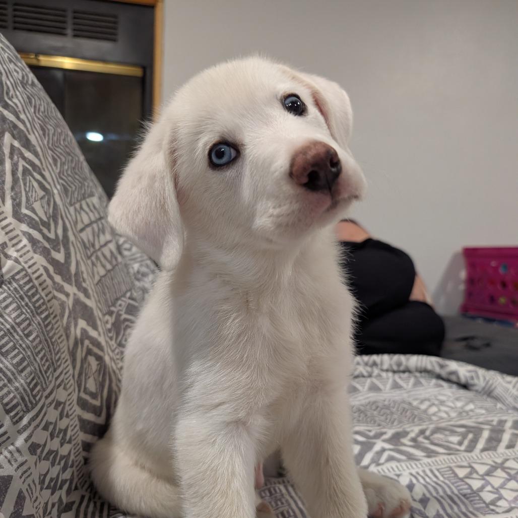 Summit, Adoptable, Puppy Male Great Pyrenees.