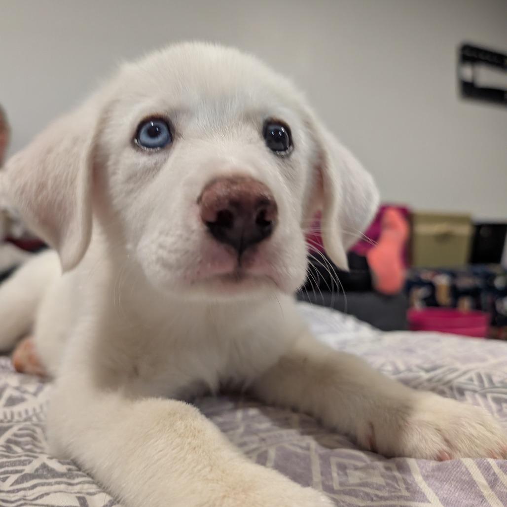 Enlarge Summit, a Adoptable Great Pyrenees in Newton, IA image 2/2