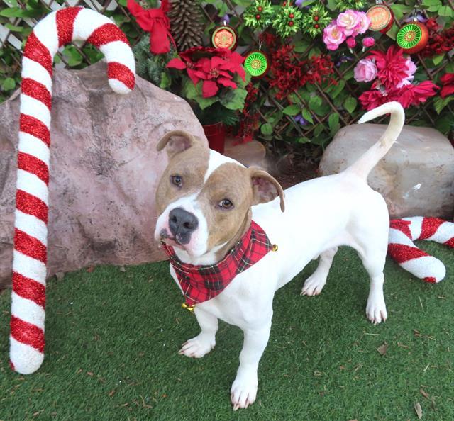 Enlarge LUCIEN, a Adoptable mixed breed in Oklahoma City, OK image 1/1