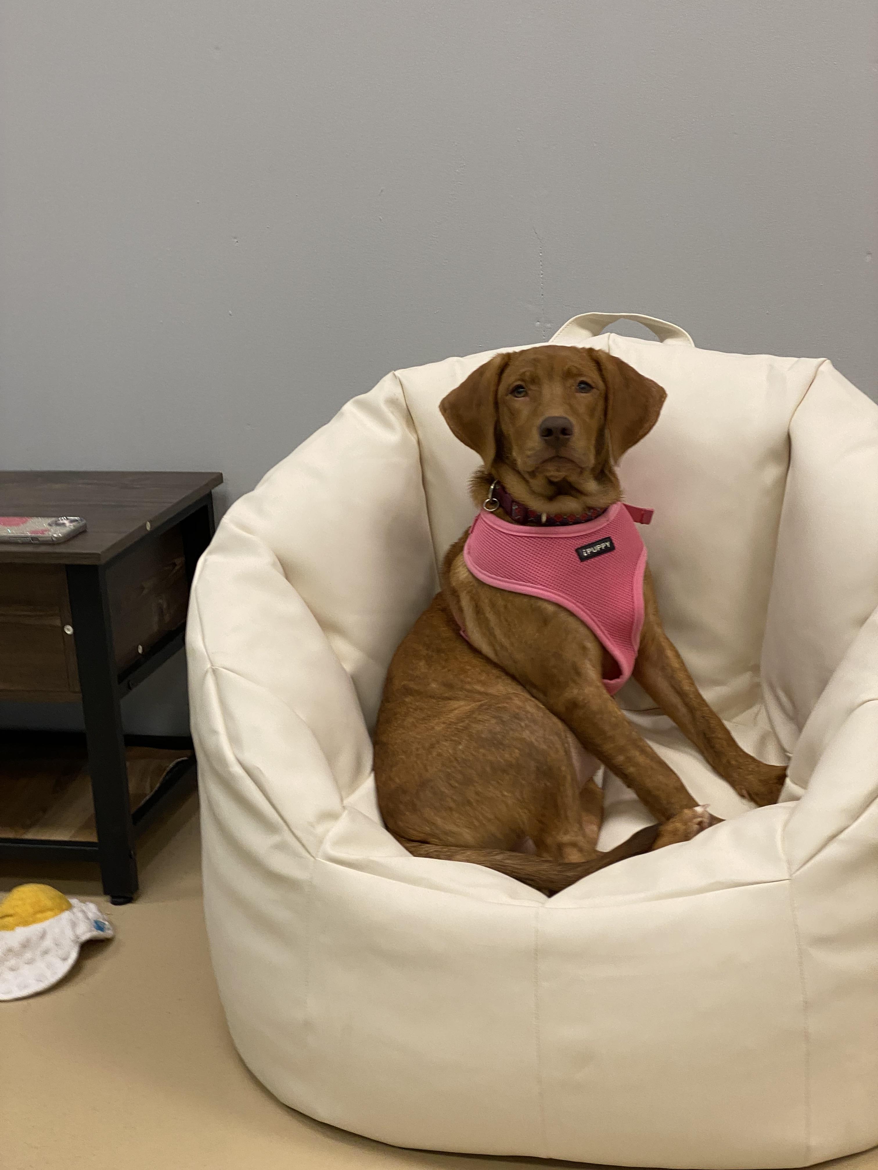Zeppole, a Adoptable mixed breed in Oceanport, NJ image 1/6