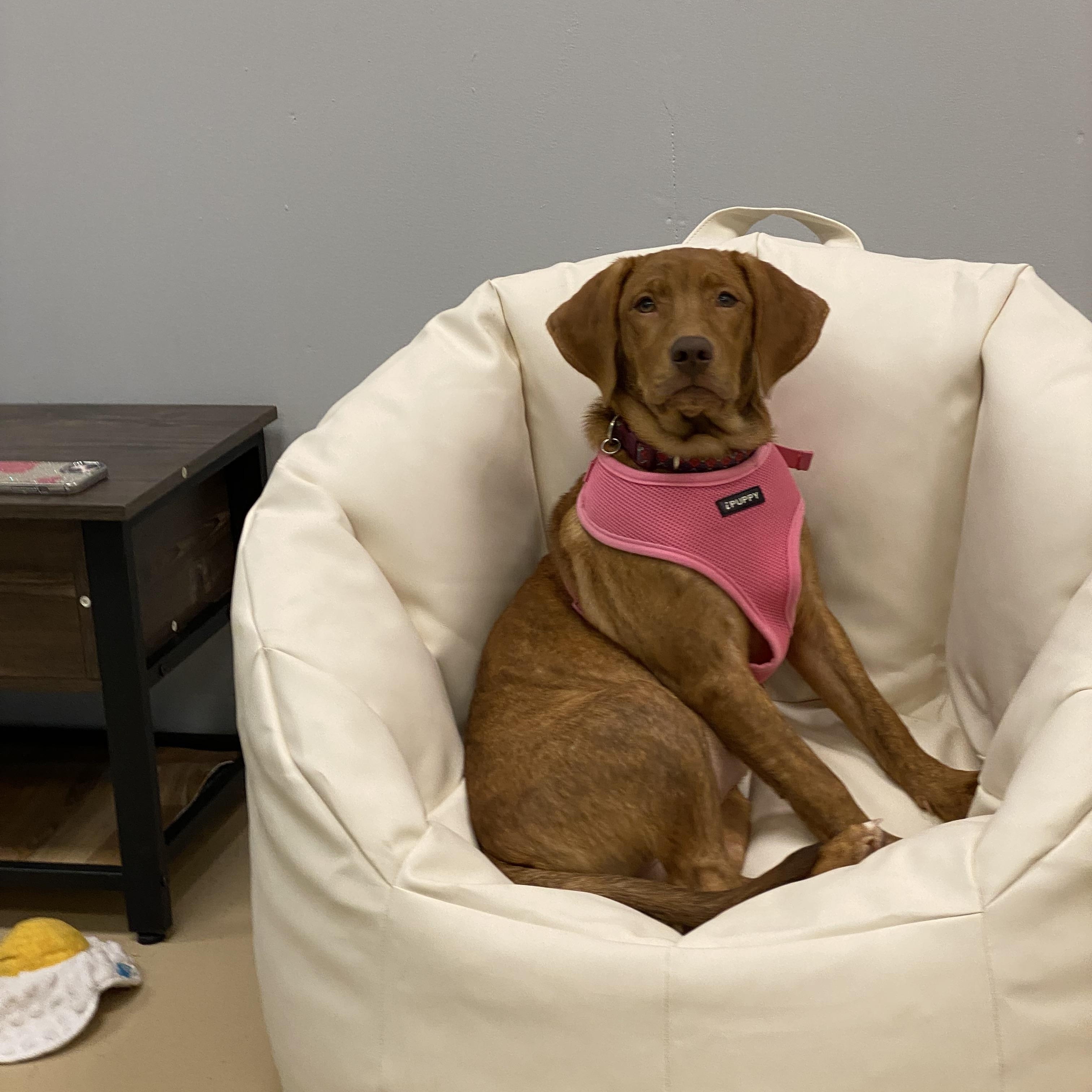 Enlarge Zeppole, a Adoptable mixed breed in Oceanport, NJ image 1/6