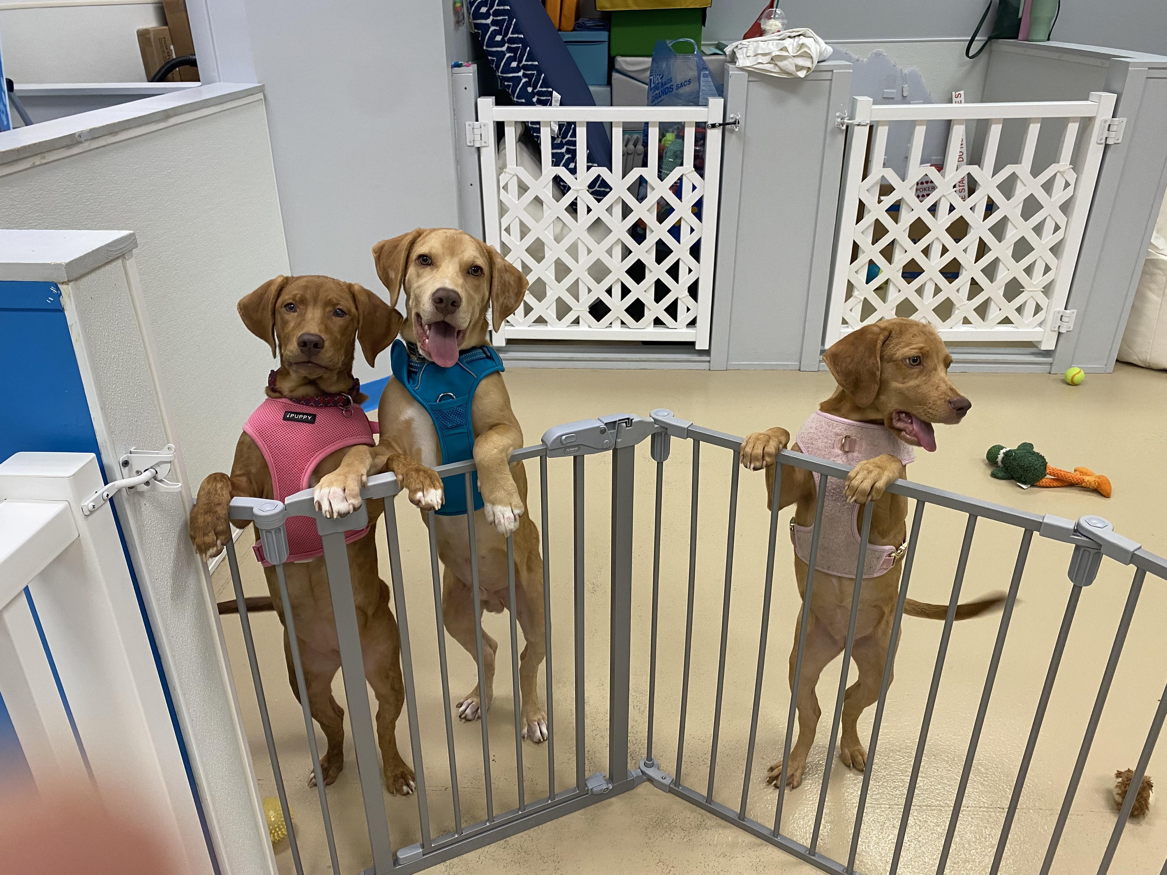 Zeppole, a Adoptable mixed breed in Oceanport, NJ image 2/6