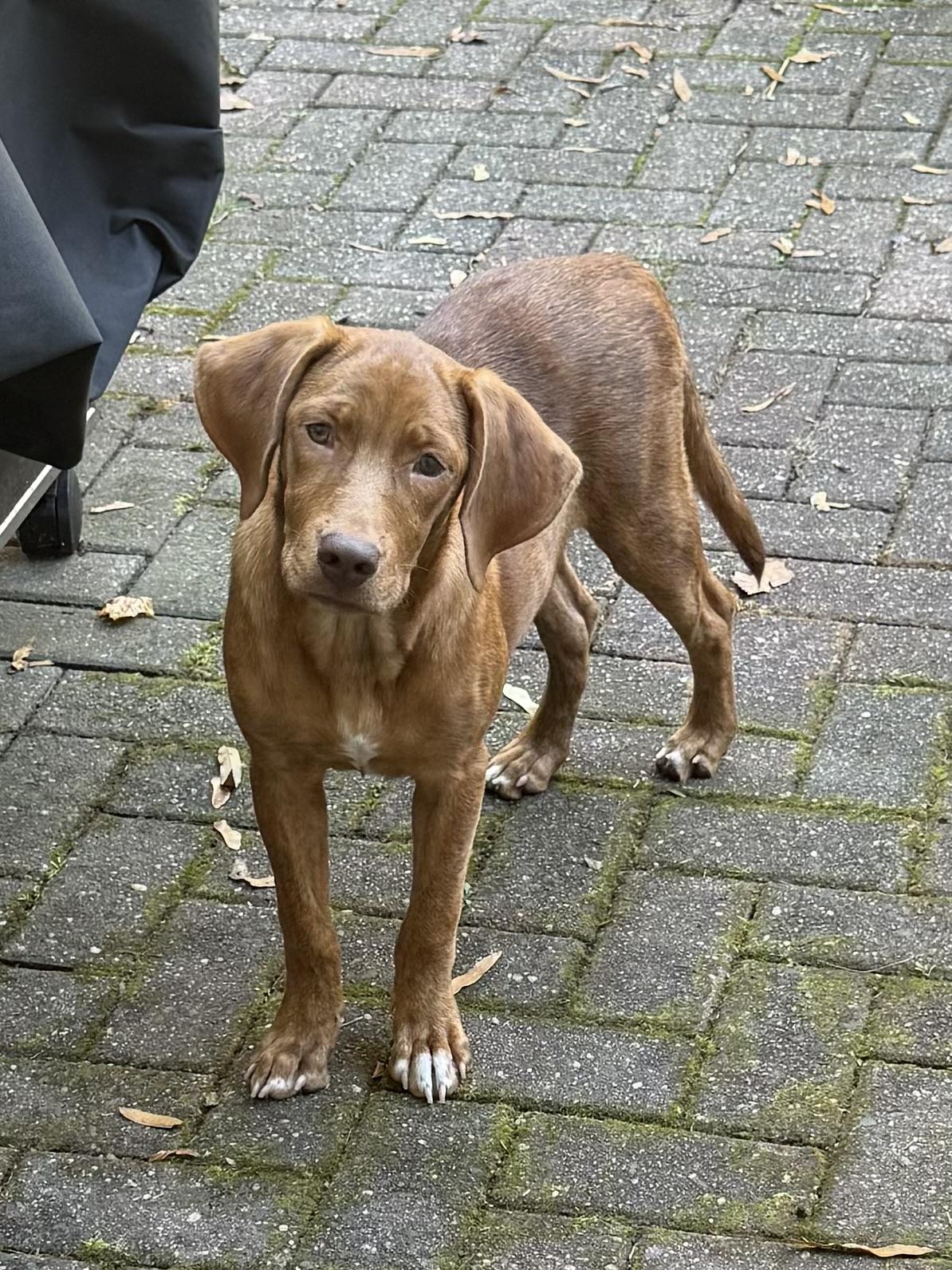 Zeppole, a Adoptable mixed breed in Oceanport, NJ image 3/6