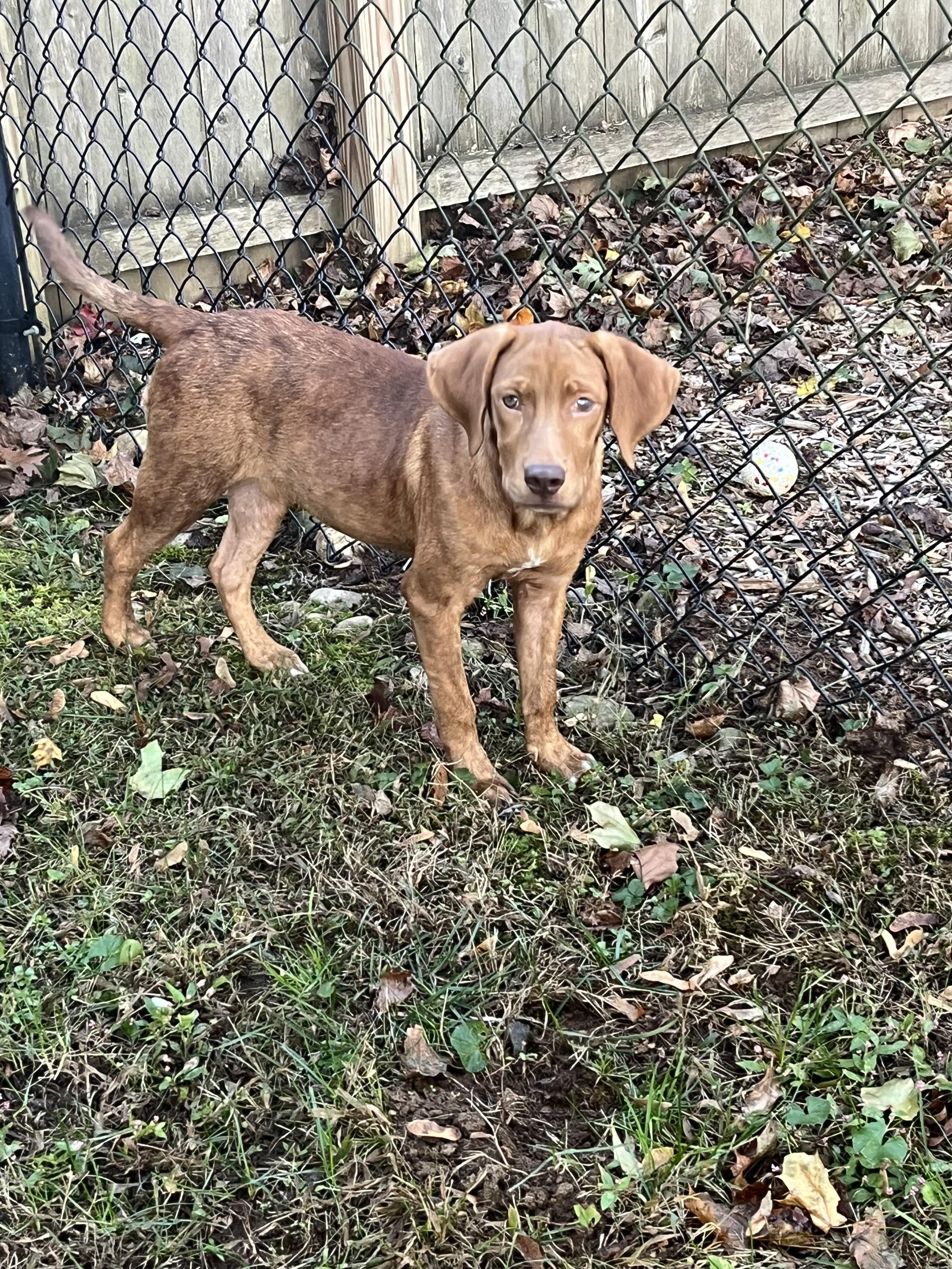 Zeppole, a Adoptable mixed breed in Oceanport, NJ image 4/6
