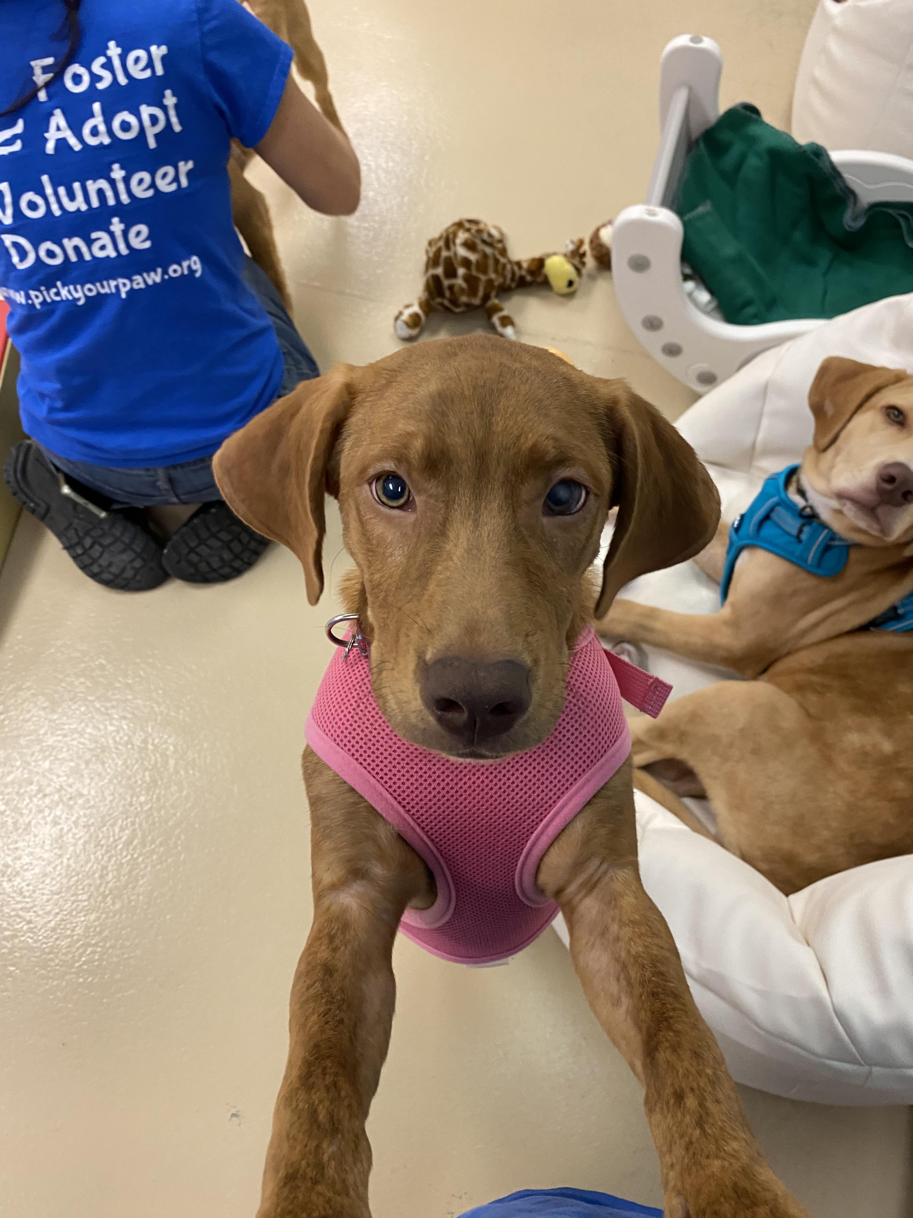 Zeppole, a Adoptable mixed breed in Oceanport, NJ image 5/6