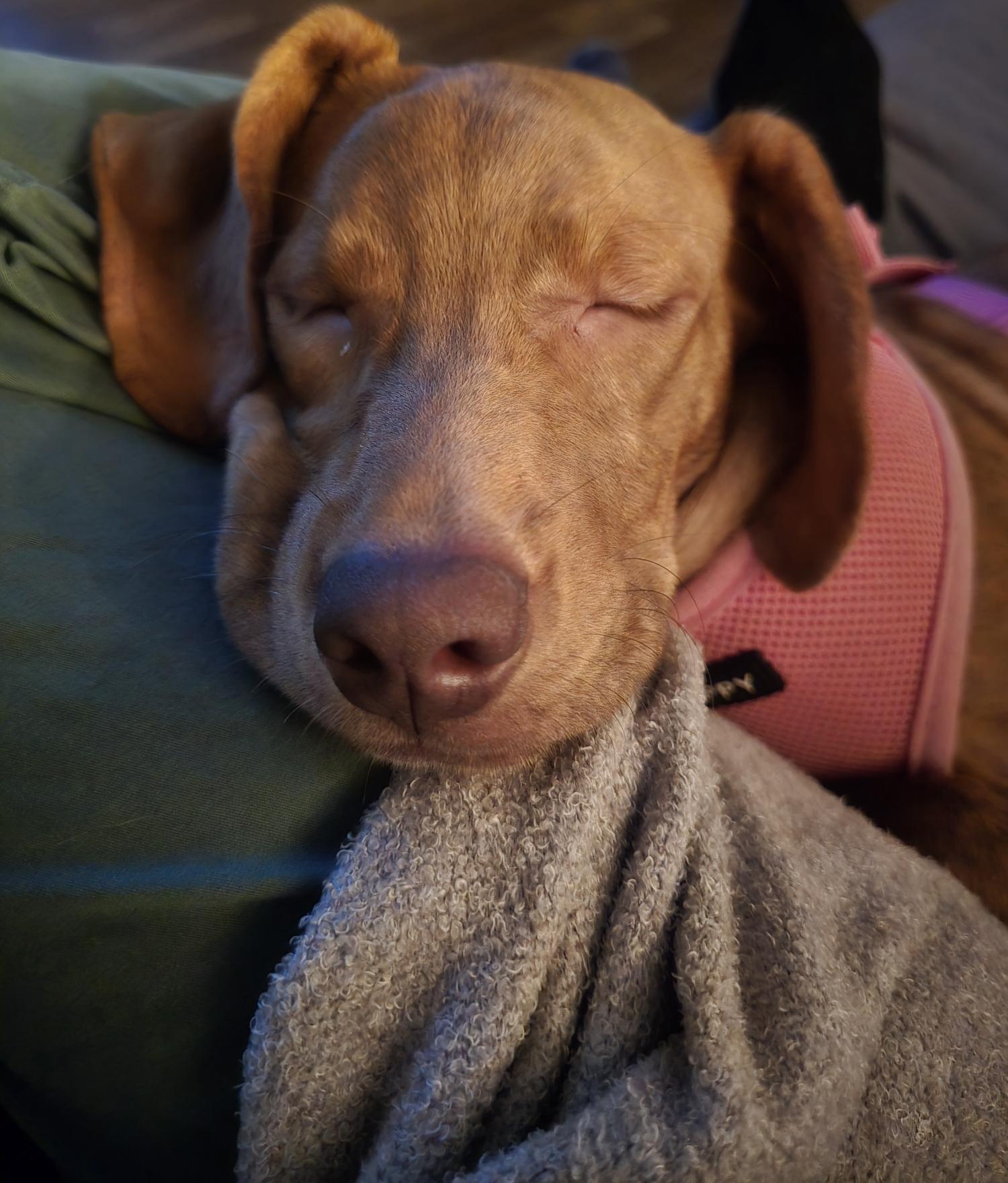 Zeppole, a Adoptable mixed breed in Oceanport, NJ image 6/6