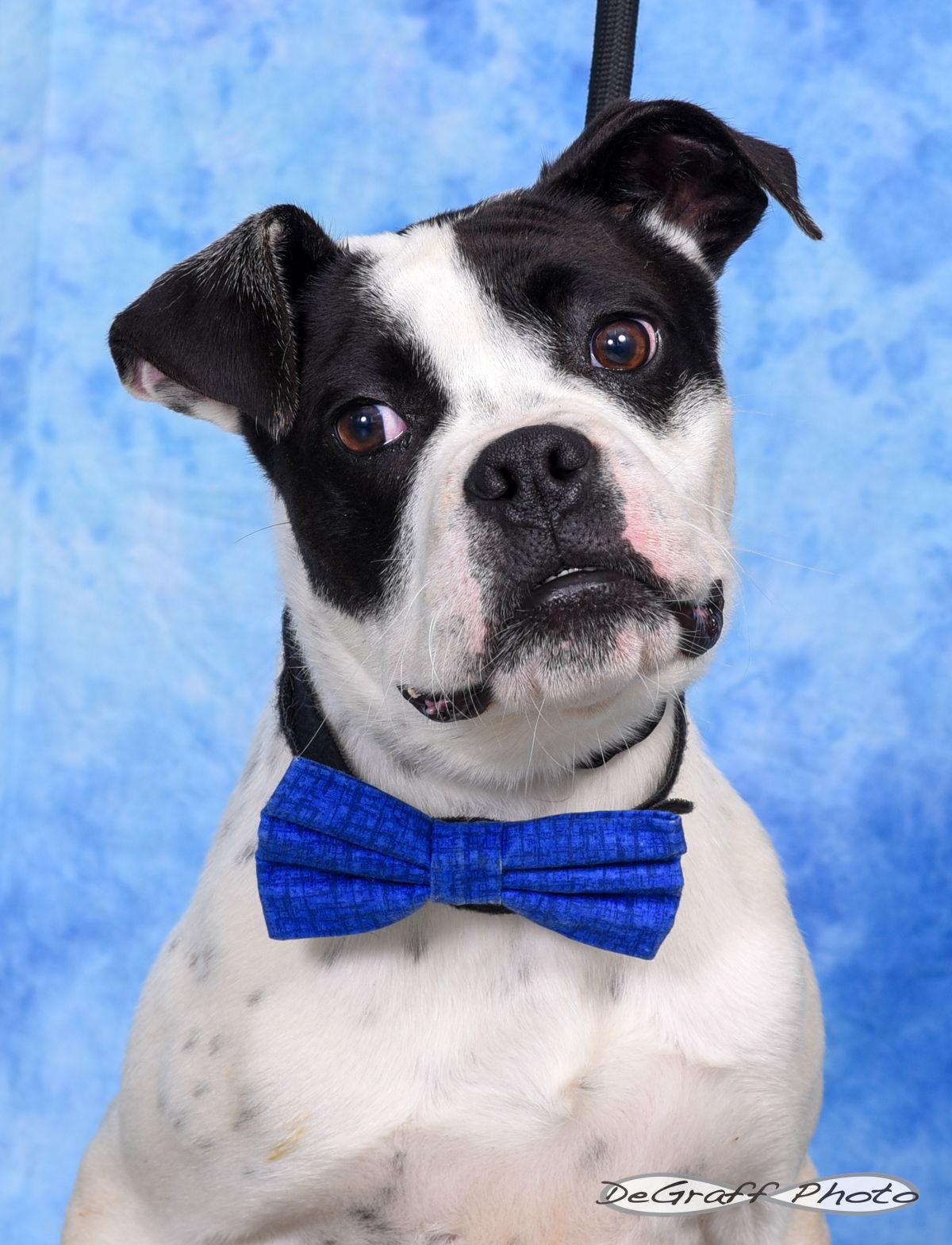 Gosling, Adopted, Young Male Boxer.