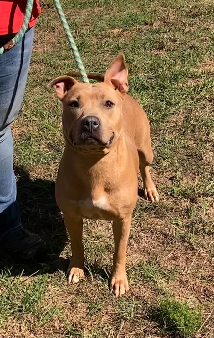 Ava, a Adopted Mixed Breed in Livingston, TX image 1/3