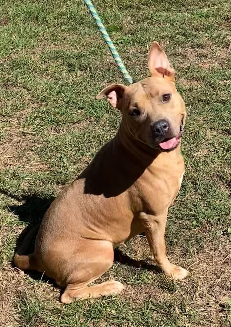 Ava, a Adopted Mixed Breed in Livingston, TX image 2/3