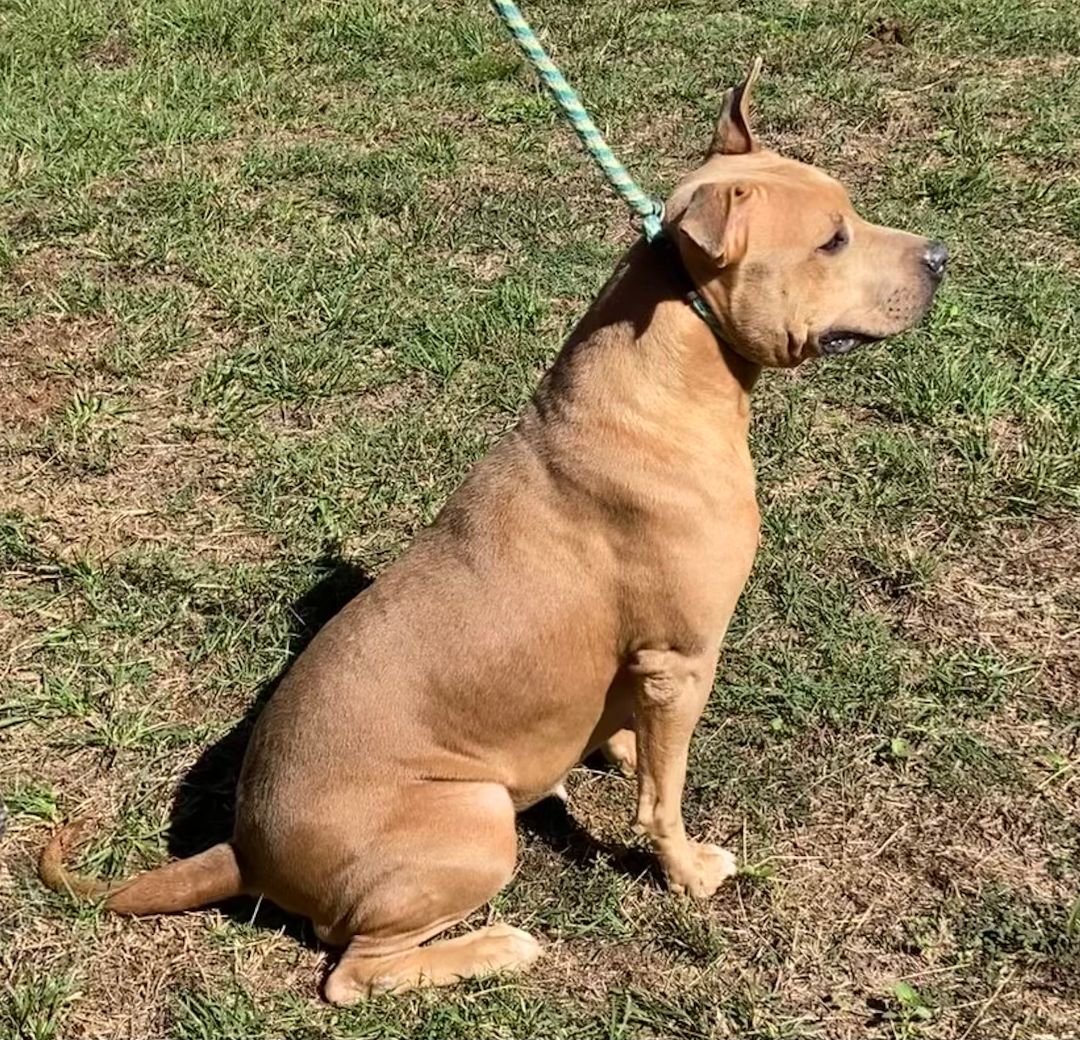 Ava, a Adopted Mixed Breed in Livingston, TX image 3/3