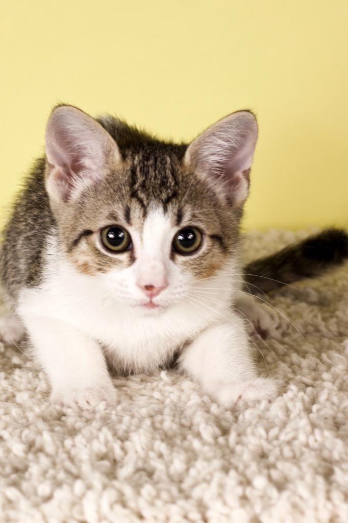 Thea, Adoptable, Kitten Female Domestic Short Hair.