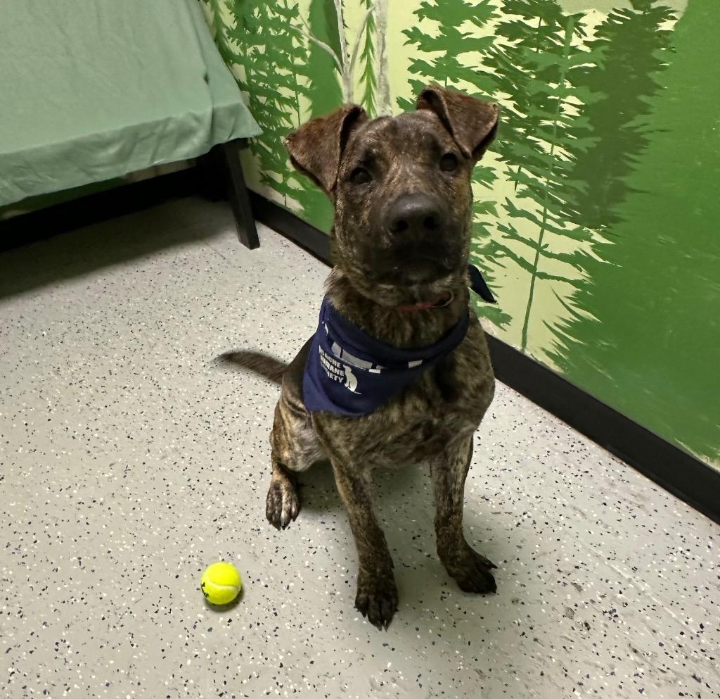 Enlarge Sprinkles, a Adoptable mixed breed in Logan, UT image 1/2