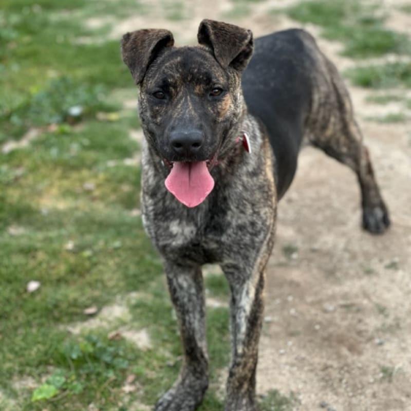 Enlarge Sprinkles, a Adoptable mixed breed in Logan, UT image 2/2