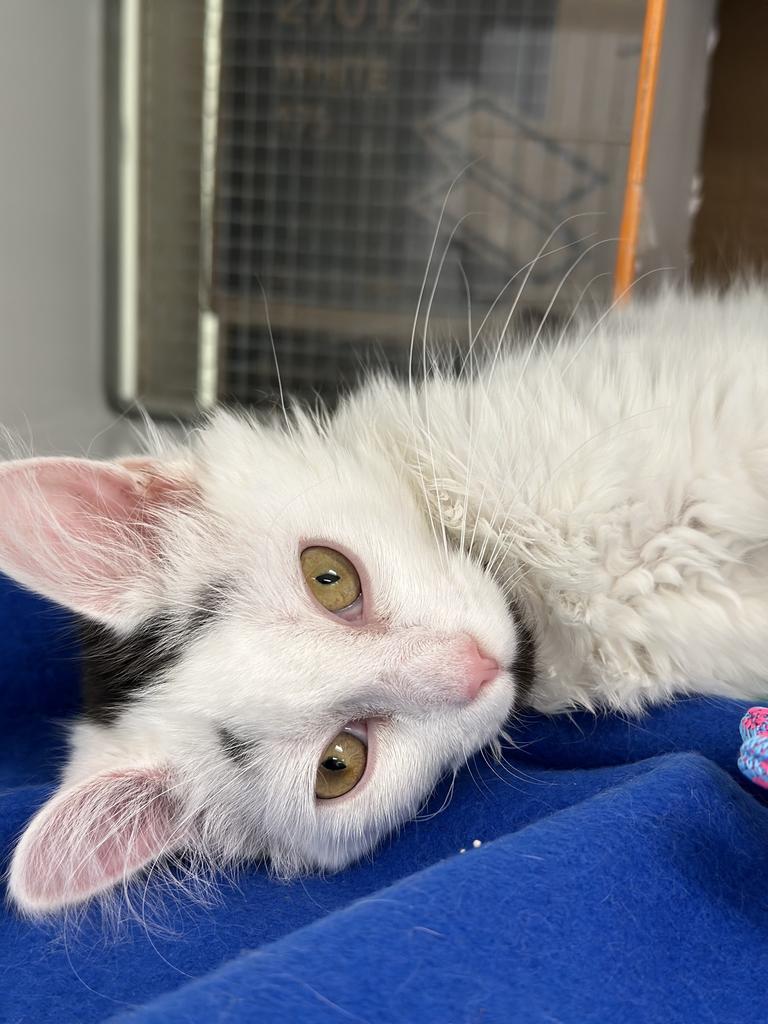 Kona, Adopted, Young Female Domestic Medium Hair.