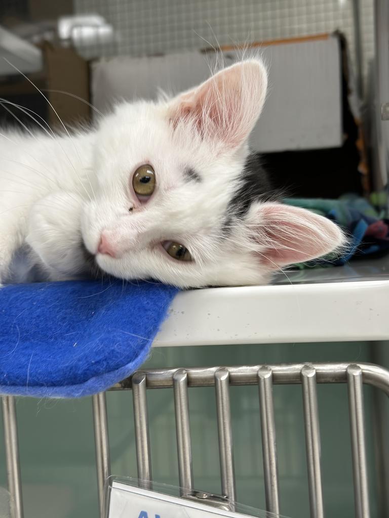 Enlarge Kona, a Adopted mixed breed in Saint Paul, MN image 2/3