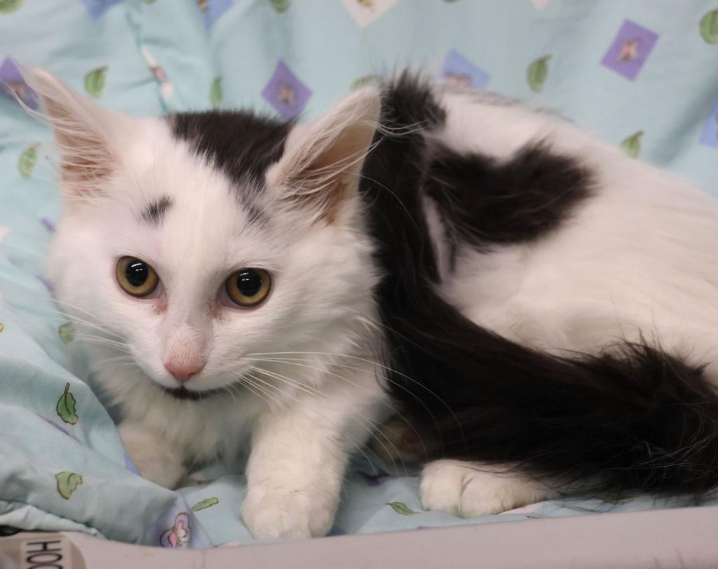 Enlarge Kona, a Adopted mixed breed in Saint Paul, MN image 3/3