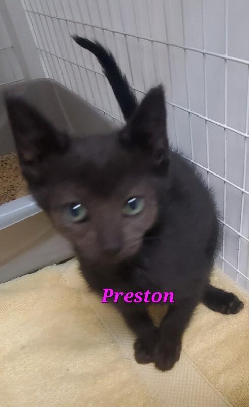 Enlarge Preston, a Adoptable Domestic Short Hair in Diamond Springs, CA image 2/3