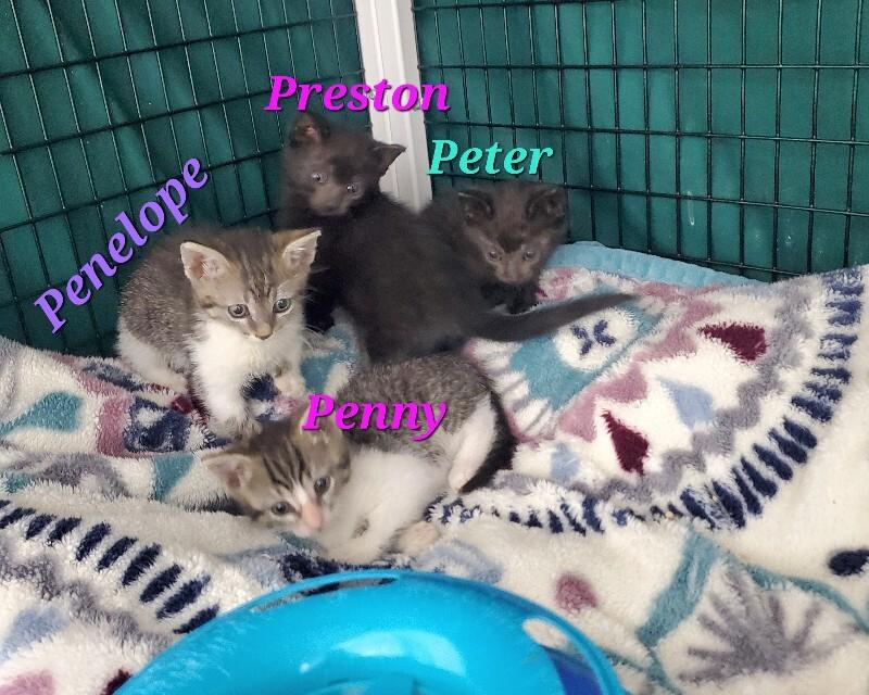 Enlarge Preston, a Adoptable Domestic Short Hair in Diamond Springs, CA image 3/3
