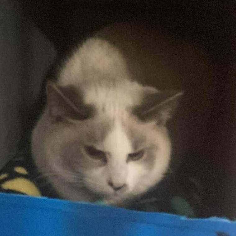 Enlarge Lola, an adopted Snowshoe in St. Marys, WV image 1/1