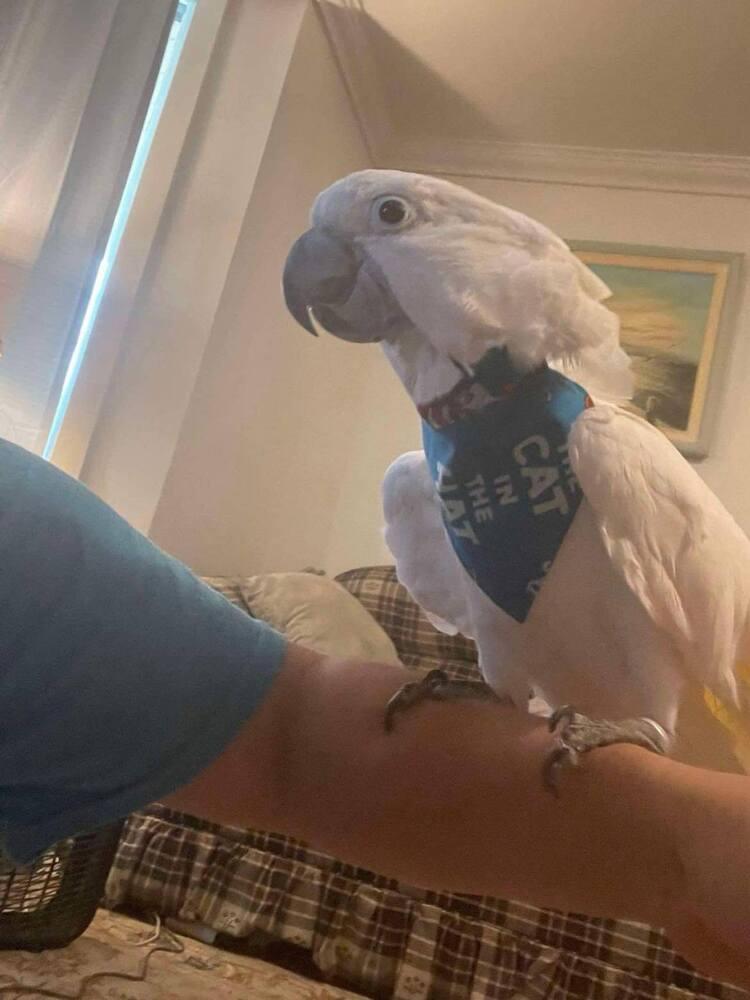 Enlarge Zazu, a Adoptable Cockatoo in West Mifflin, PA image 1/2