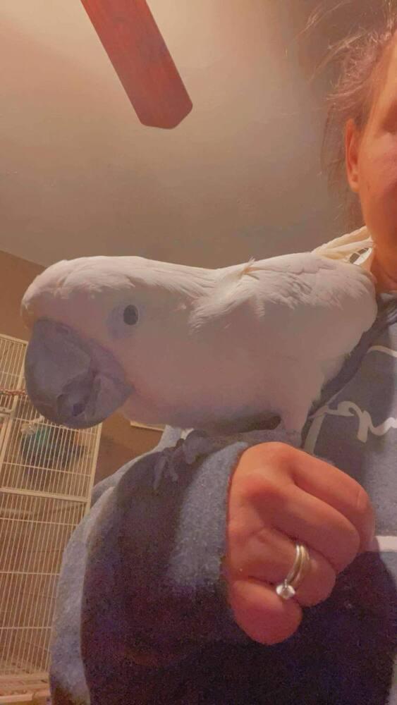 Enlarge Zazu, a Adoptable Cockatoo in West Mifflin, PA image 2/2