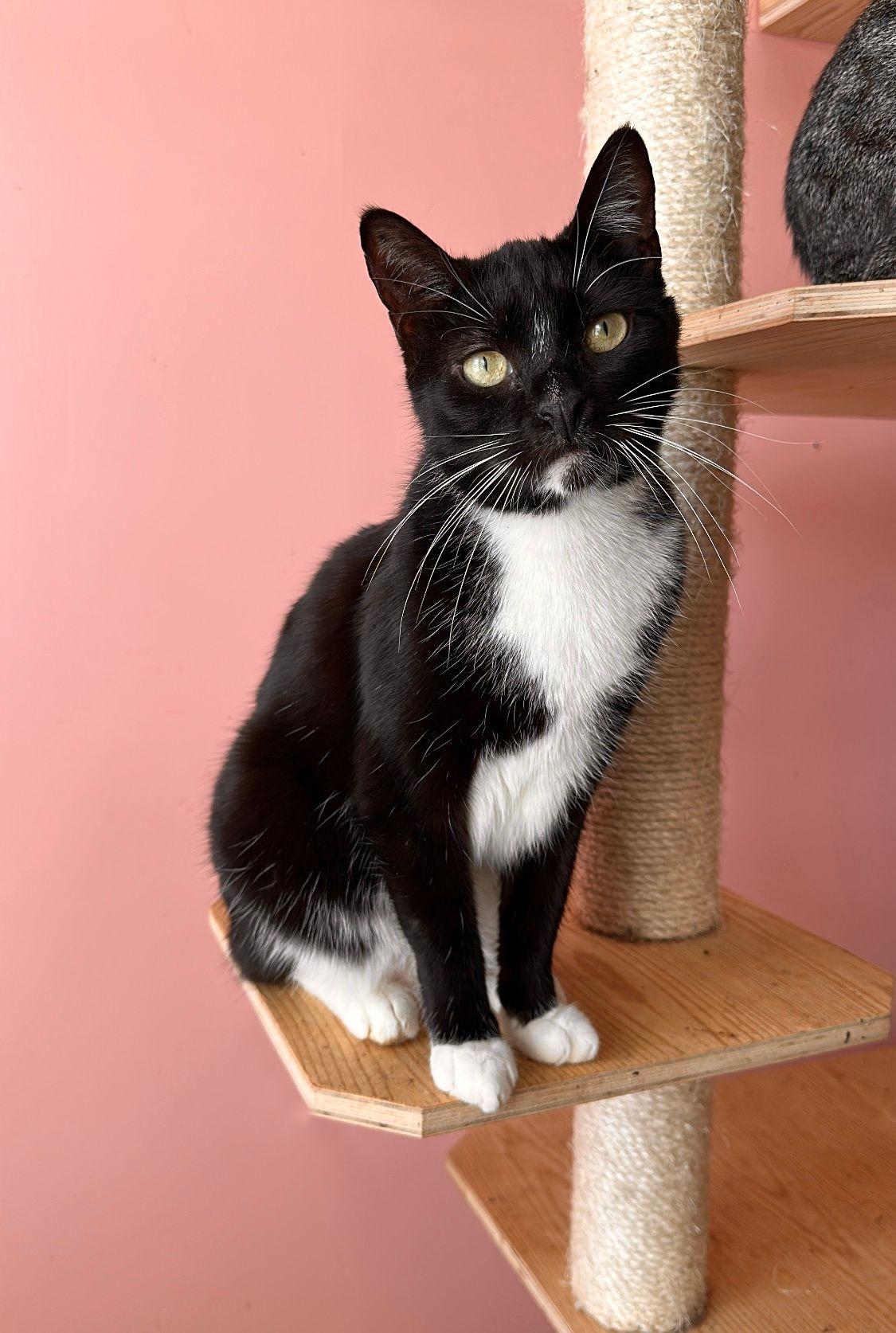 Enlarge WILLIE, a Adoptable Tuxedo in New York, NY image 5/5