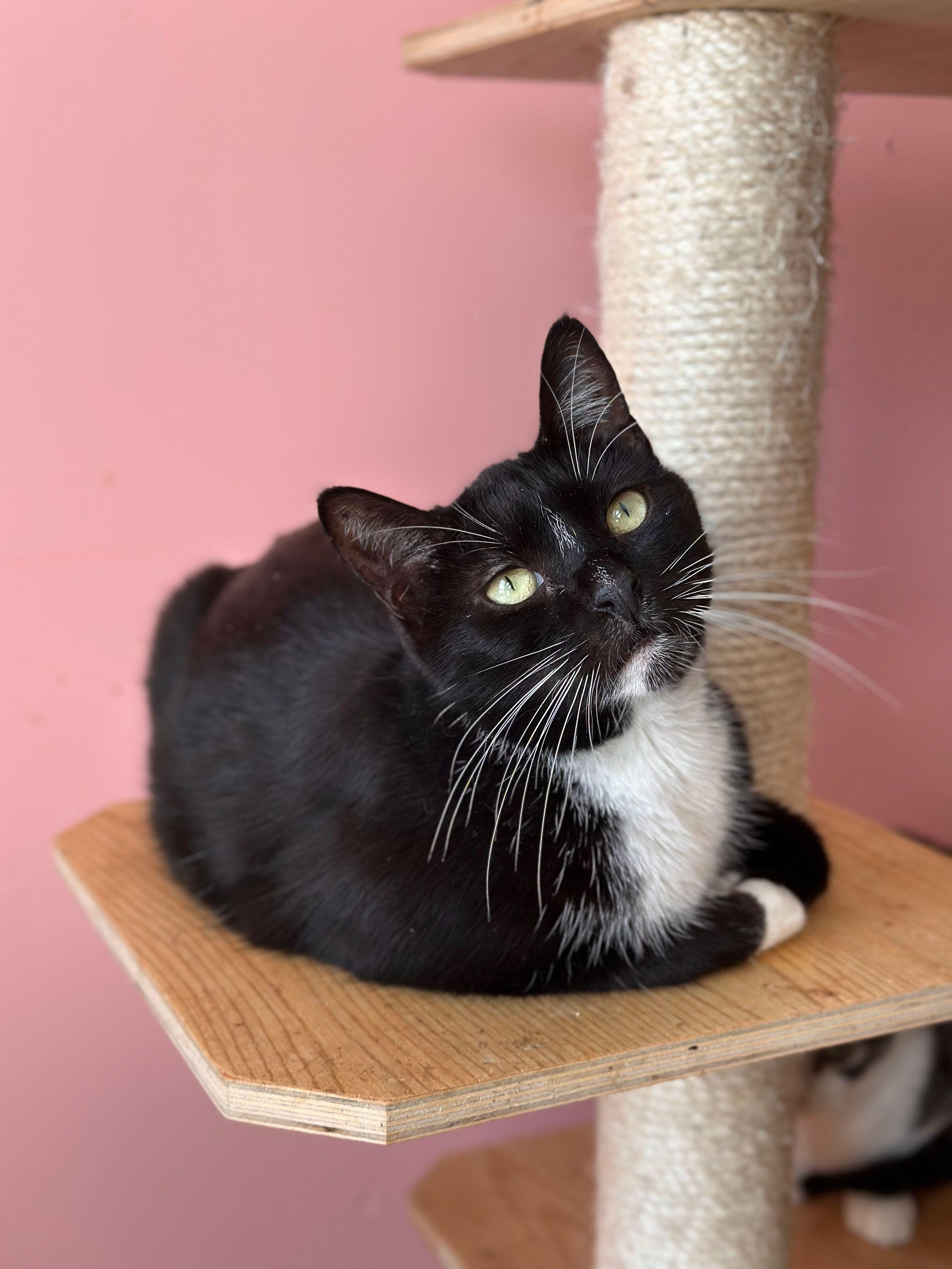 WILLIE, Adoptable, Adult Male Tuxedo.