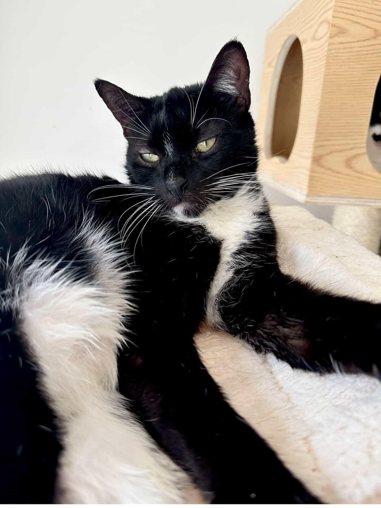 Enlarge WILLIE, a Adoptable Tuxedo in New York, NY image 3/5