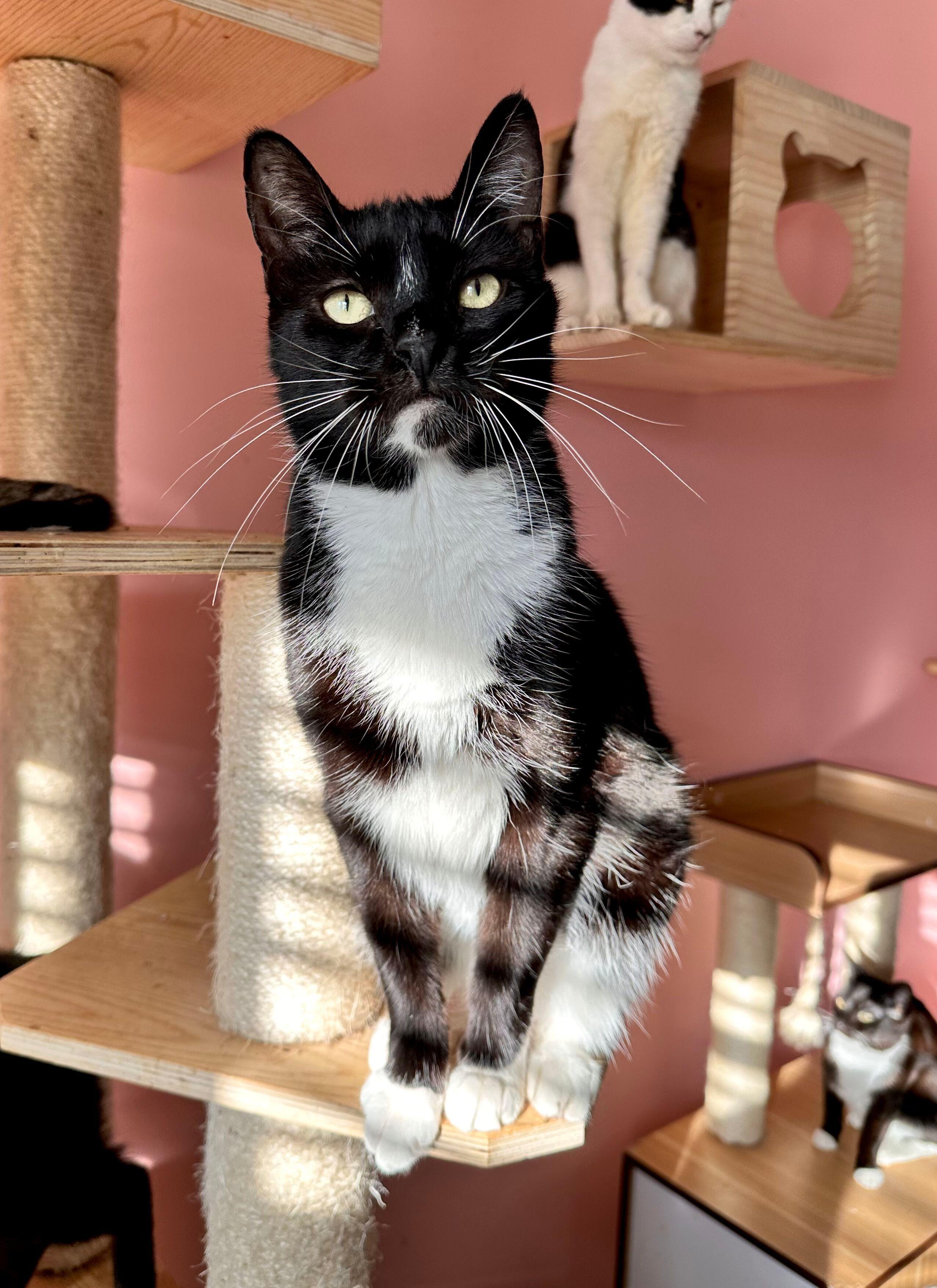 Enlarge WILLIE, a Adoptable Tuxedo in New York, NY image 1/5