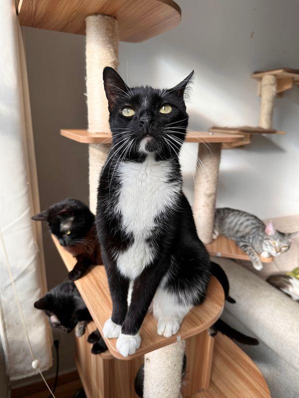 Enlarge WILLIE, a Adoptable Tuxedo in New York, NY image 4/5