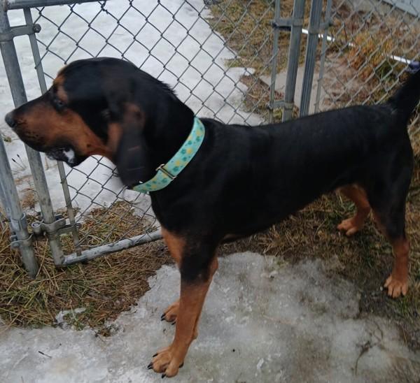 Enlarge Archie, a Adoptable mixed breed in Burnaby, BC image 2/4