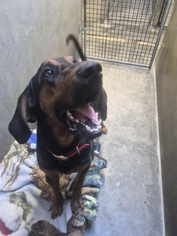 Enlarge Archie, a Adoptable mixed breed in Burnaby, BC image 3/4