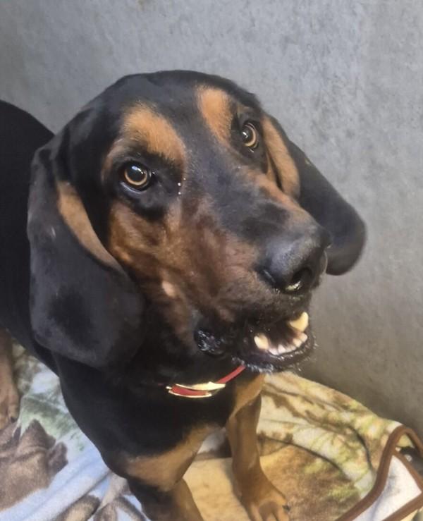 Enlarge Archie, a Adoptable mixed breed in Burnaby, BC image 4/4