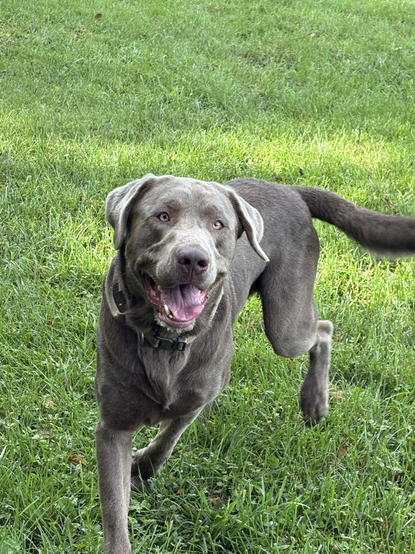 Apollo, Adoptable, Adult Male Labrador Retriever.