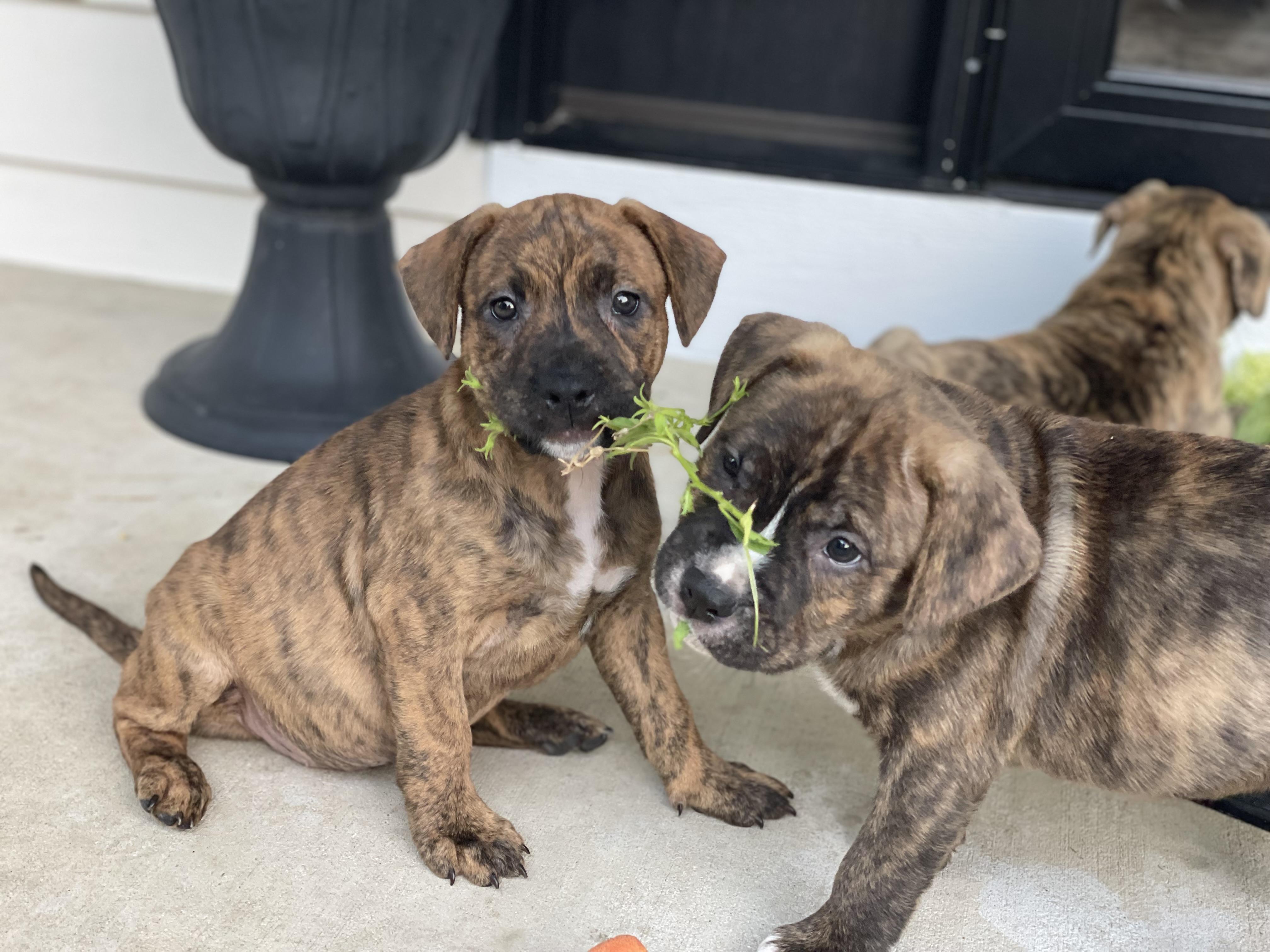 Birdie, a ADOPTABLE mixed breed in Union Grove, WI image 3/3