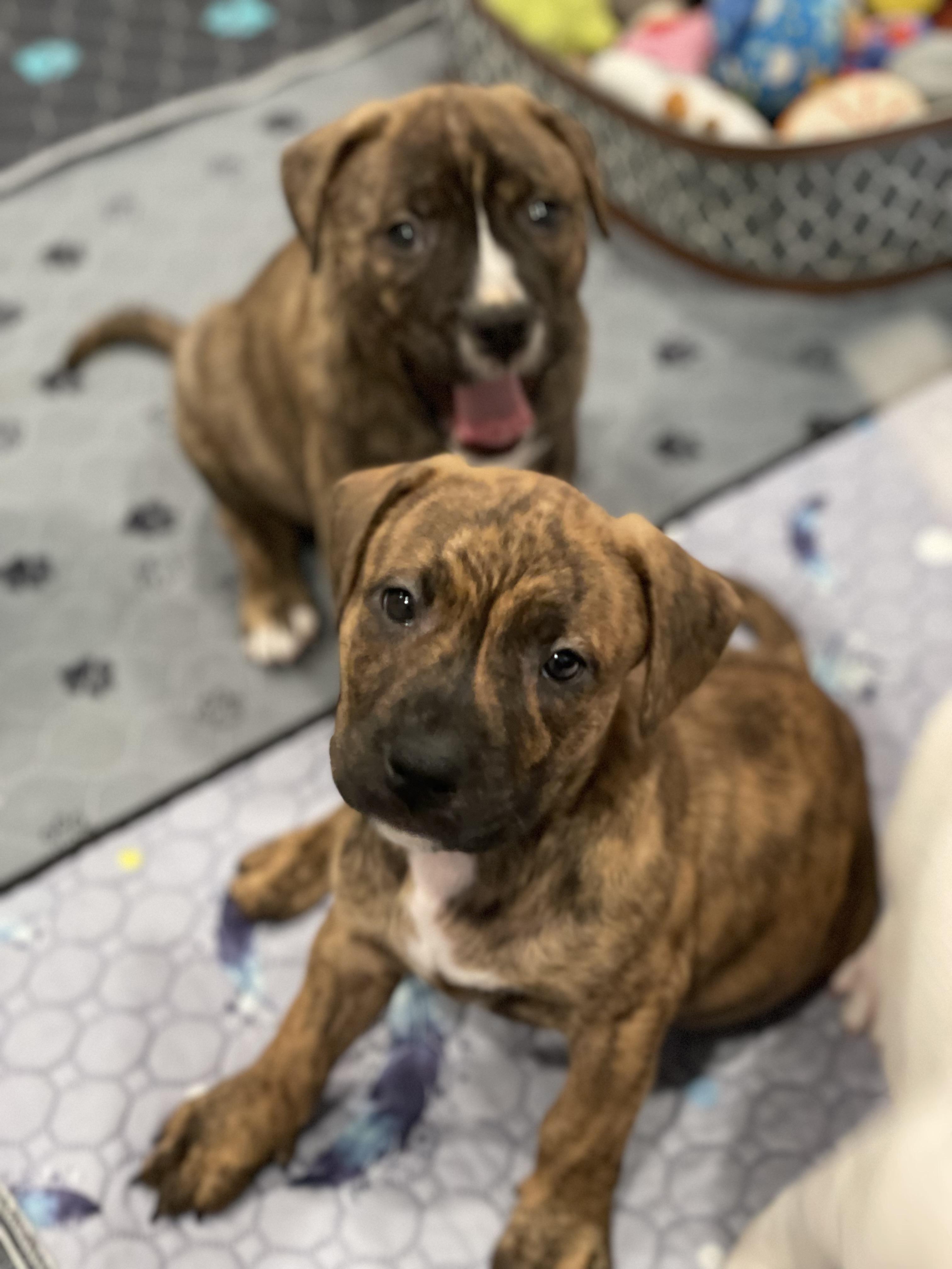 Birdie, a ADOPTABLE mixed breed in Union Grove, WI image 2/3