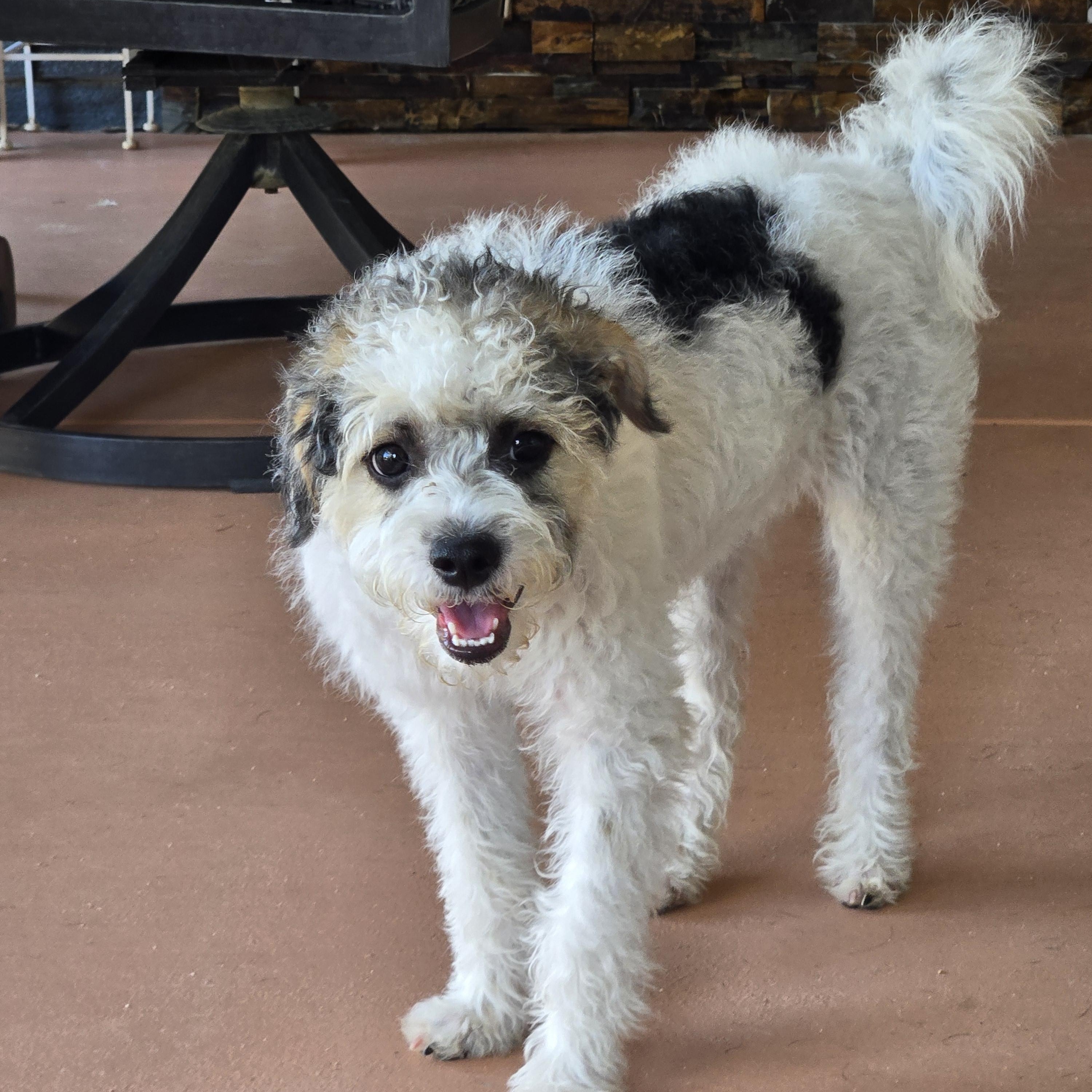 Enlarge Lucy , a Adoptable mixed breed in San Clemente , CA image 4/6