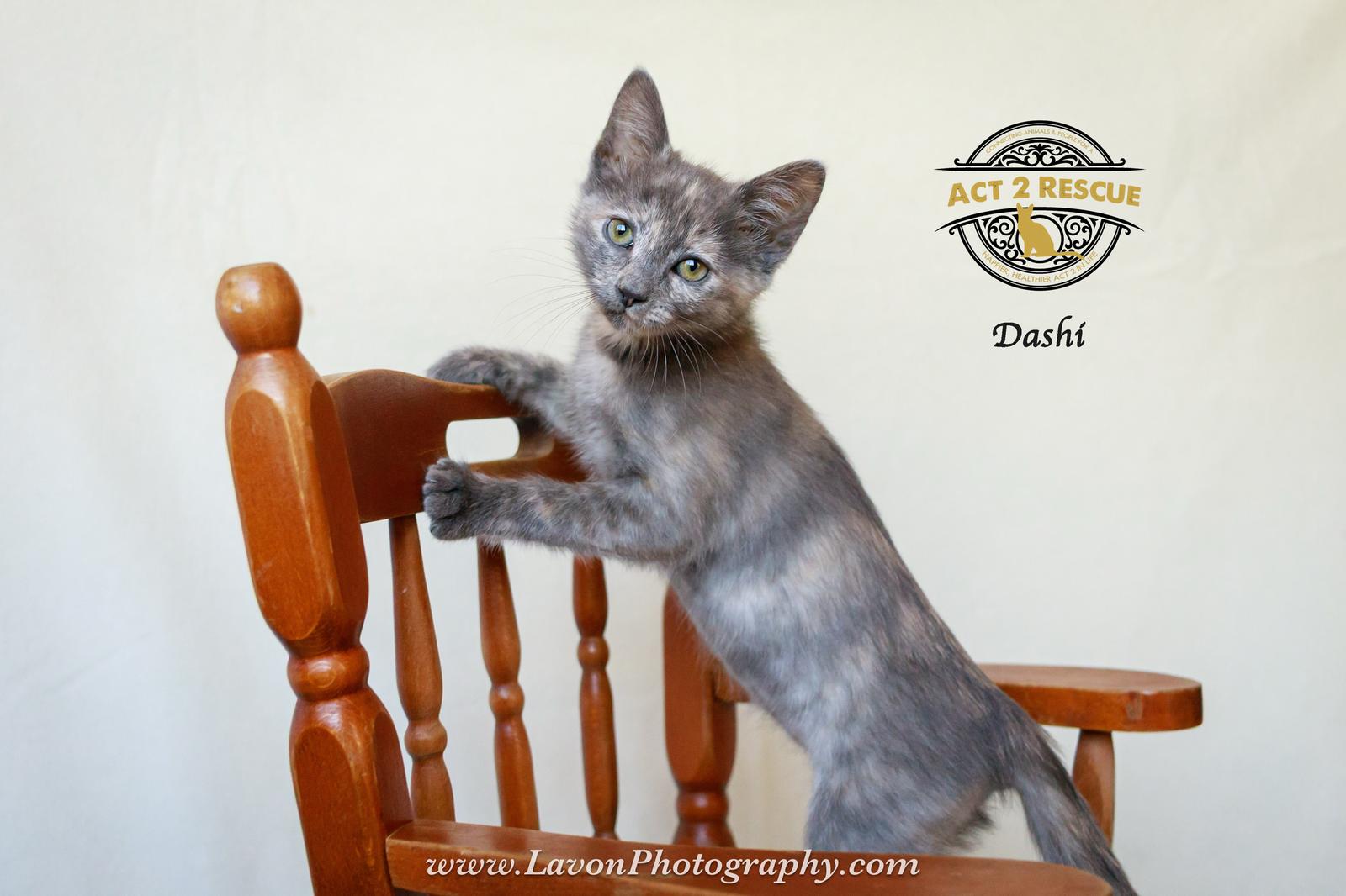 Dashi — thumbnail 3