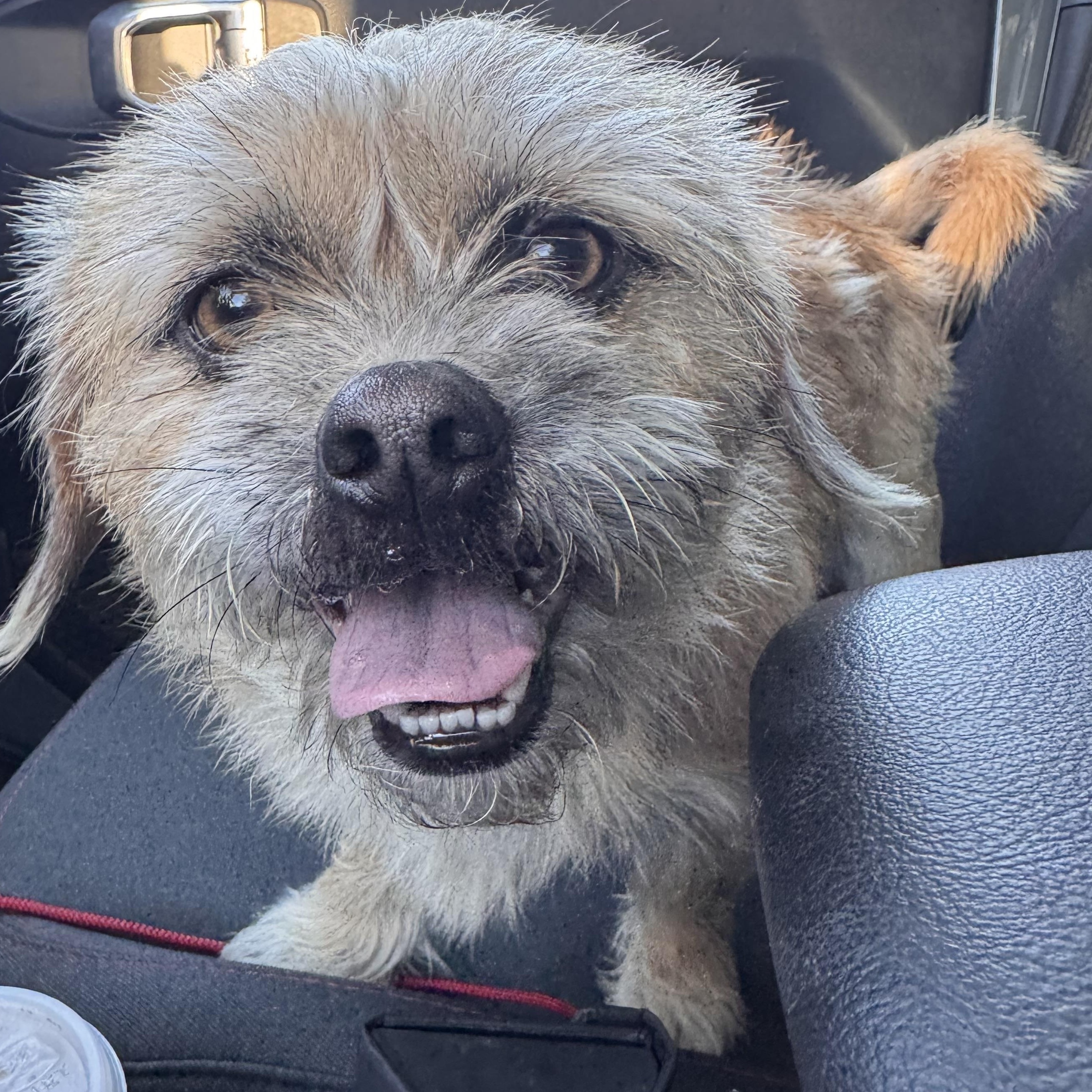 Emmett of Danbury, ADOPTABLE, Adult Male Pug & Shih Tzu.