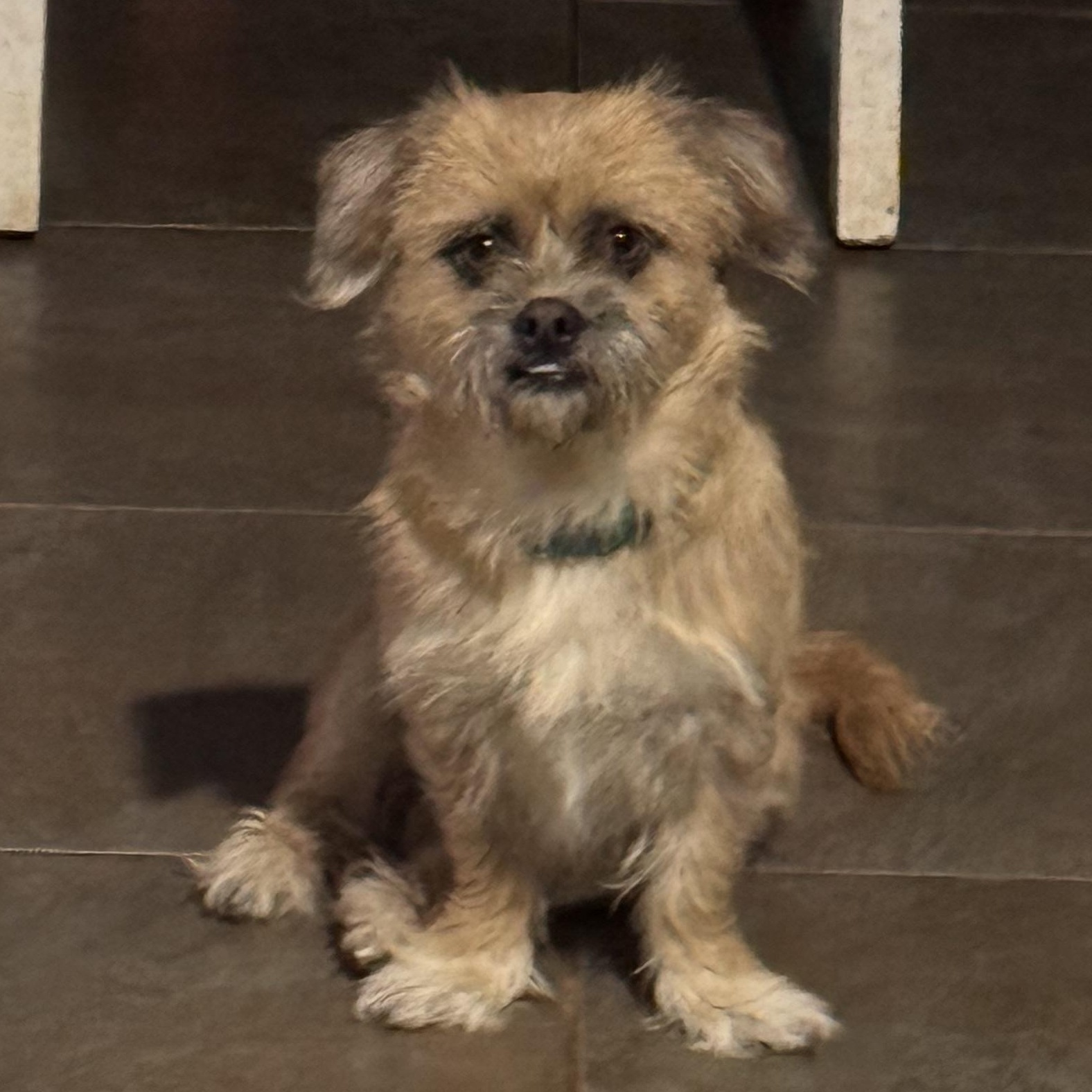 Enlarge Emmett of Danbury, a ADOPTABLE mixed breed in Yukon, OK image 2/2