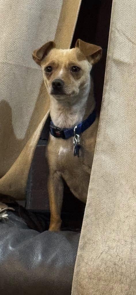 Sadie, ADOPTABLE, Adult Female Chihuahua.